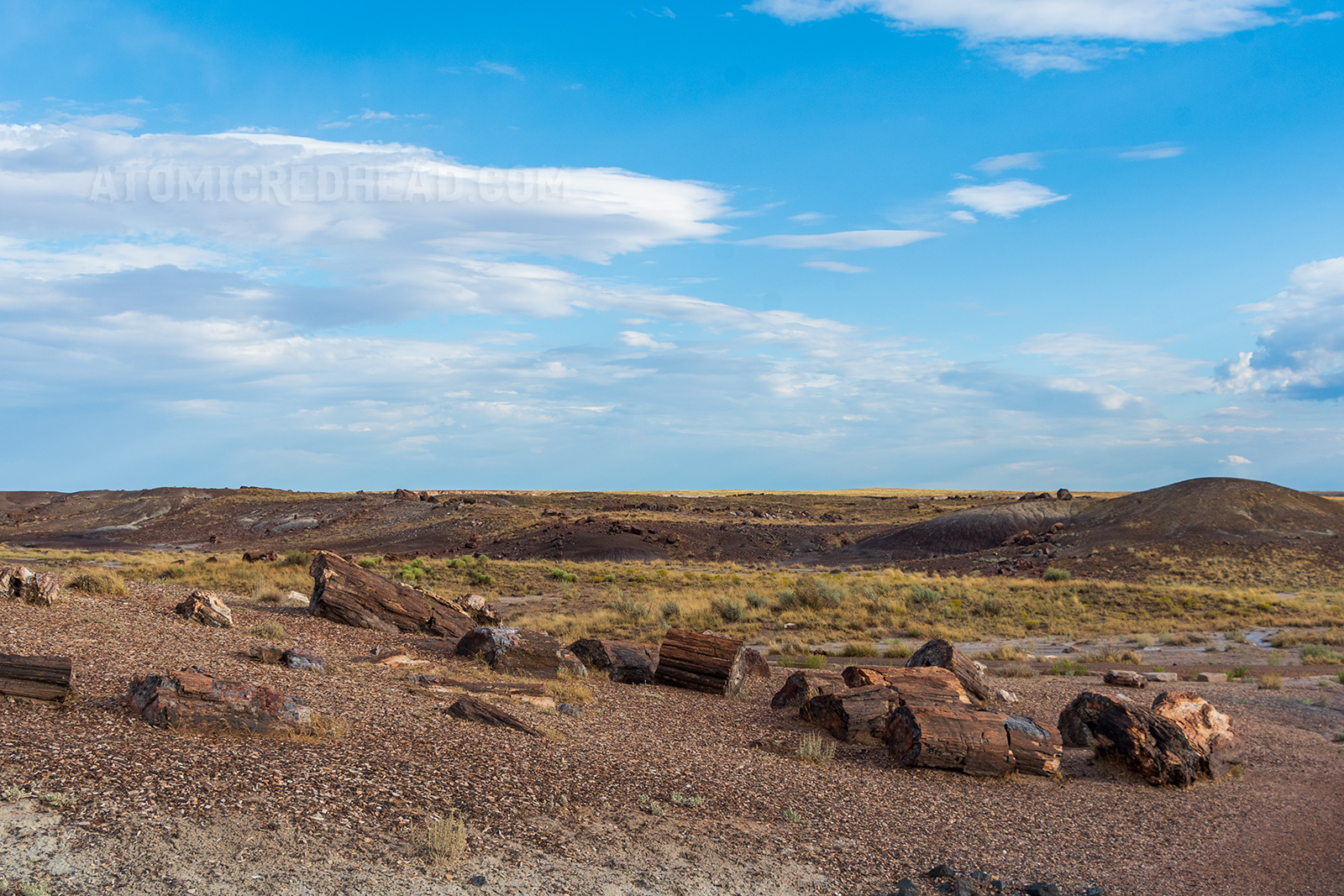 Large chunks of petrified wood scatter a grassy area. The wood is colorful with tans, greys, and reds.