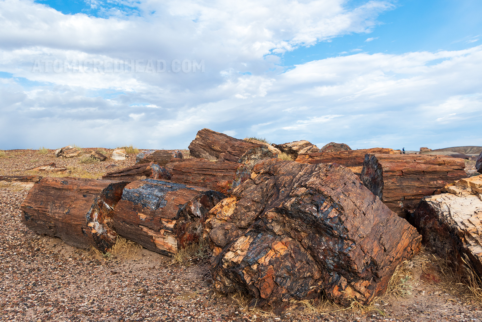 Large chunks of petrified wood scatter a grassy area. The wood is colorful with tans, greys, and reds.