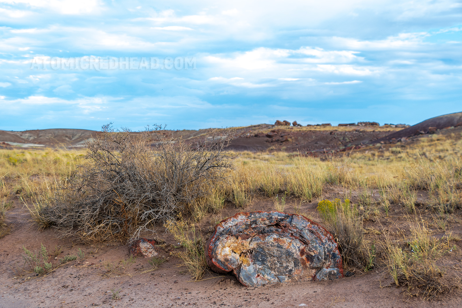 Large chunks of petrified wood scatter a grassy area. The wood is colorful with tans, greys, and reds.