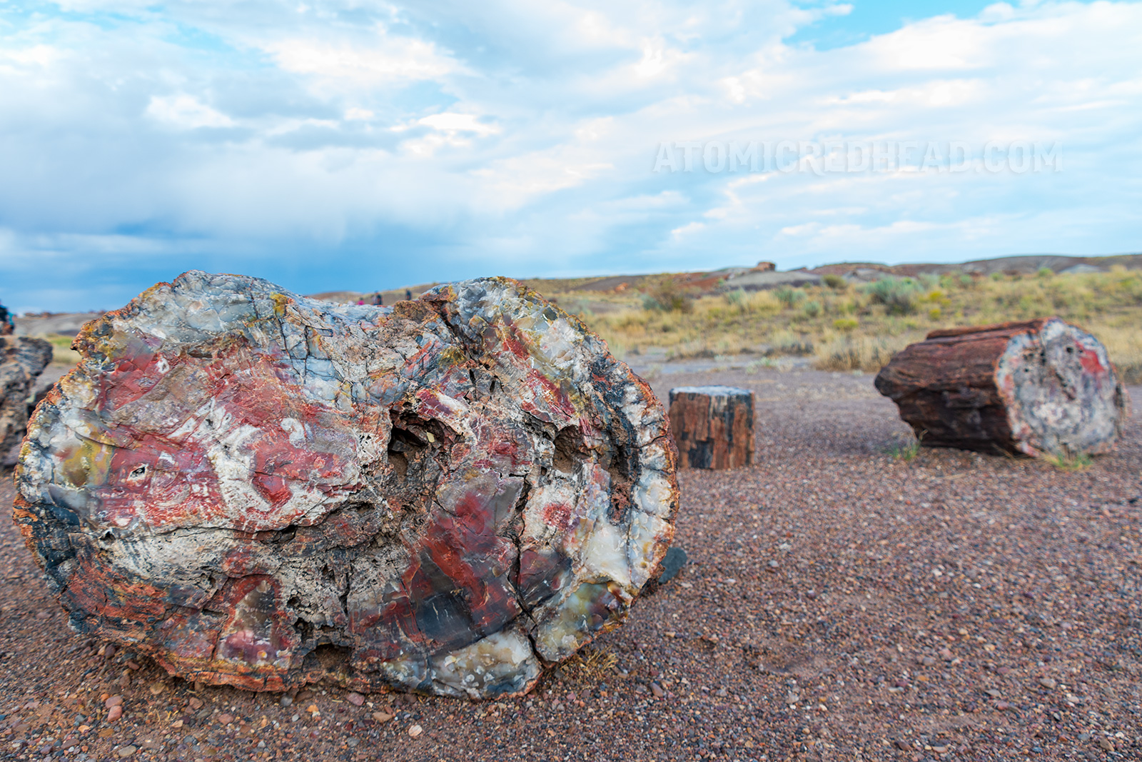Close-up of a cross-section of one of the trees, where the wood has turned to quartz, and has many white patches, along with vibrant reds and even blues.
