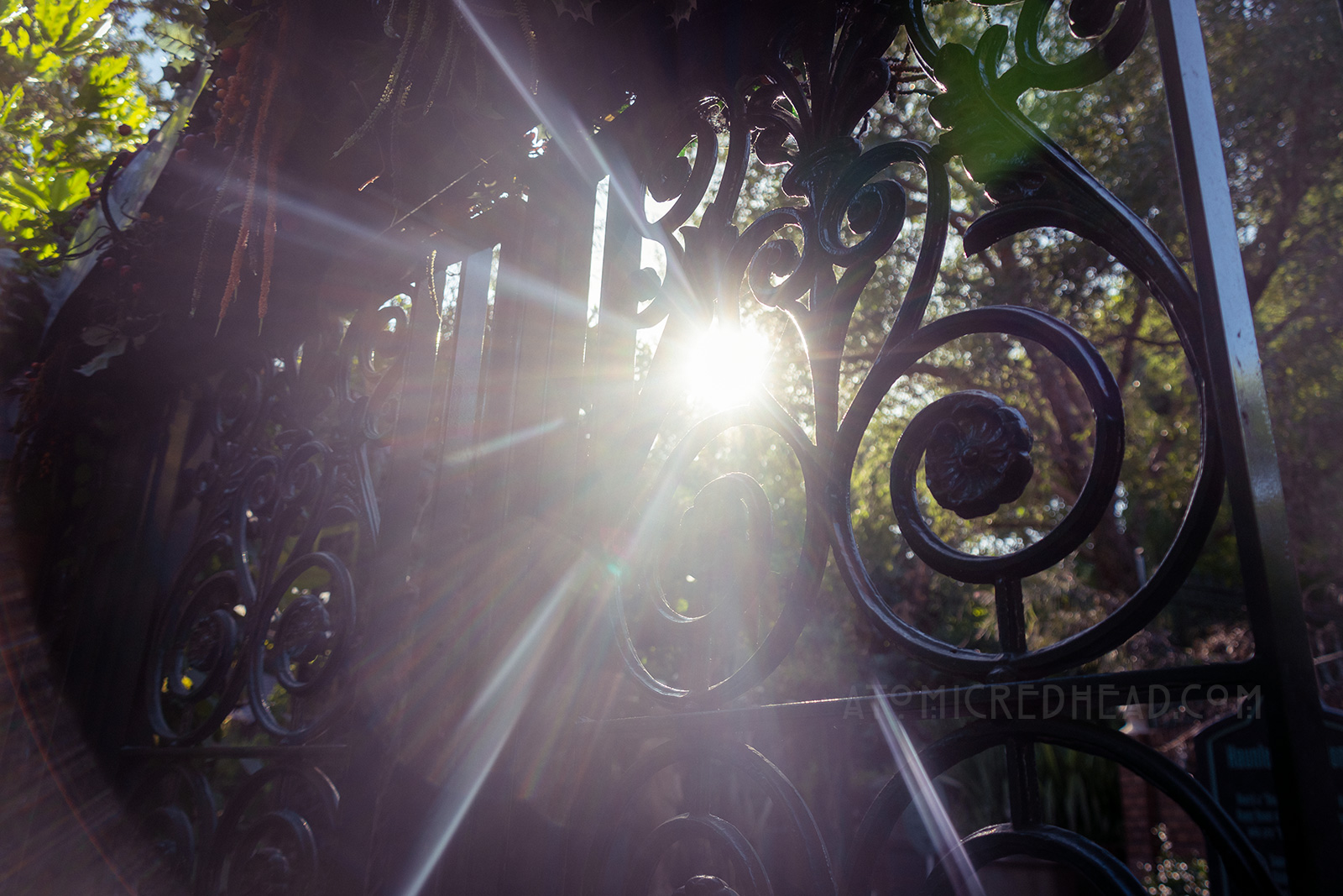 Sun peeks through the trees and a green wrought iron gate.