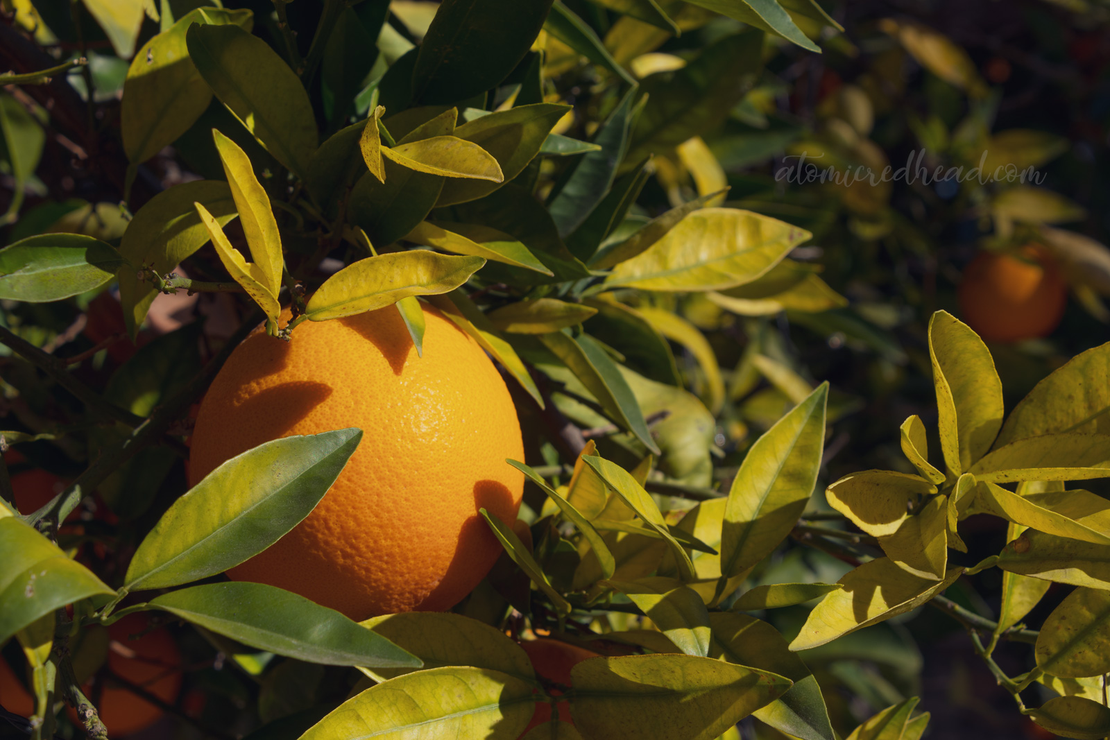 Close-up of an orange growing on a tree.