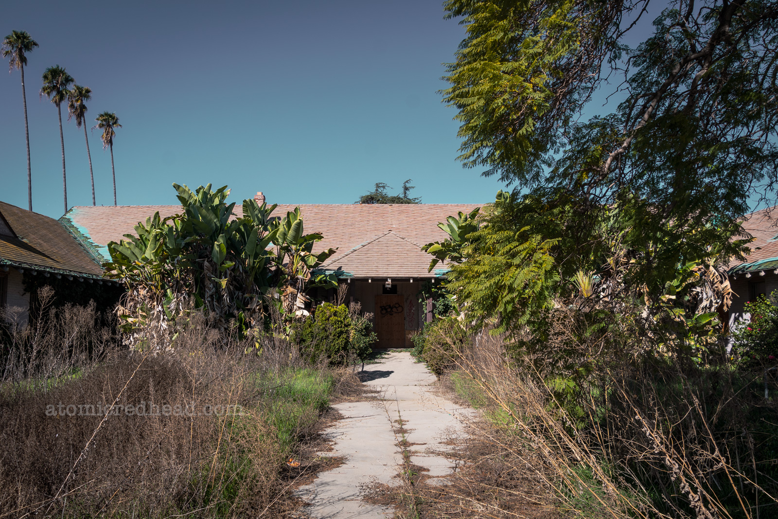 A low, single story building has an overgrown front yard area, and weeds growing through the cracks of the sidewalk. Banana trees have grown as tall as the roofline.