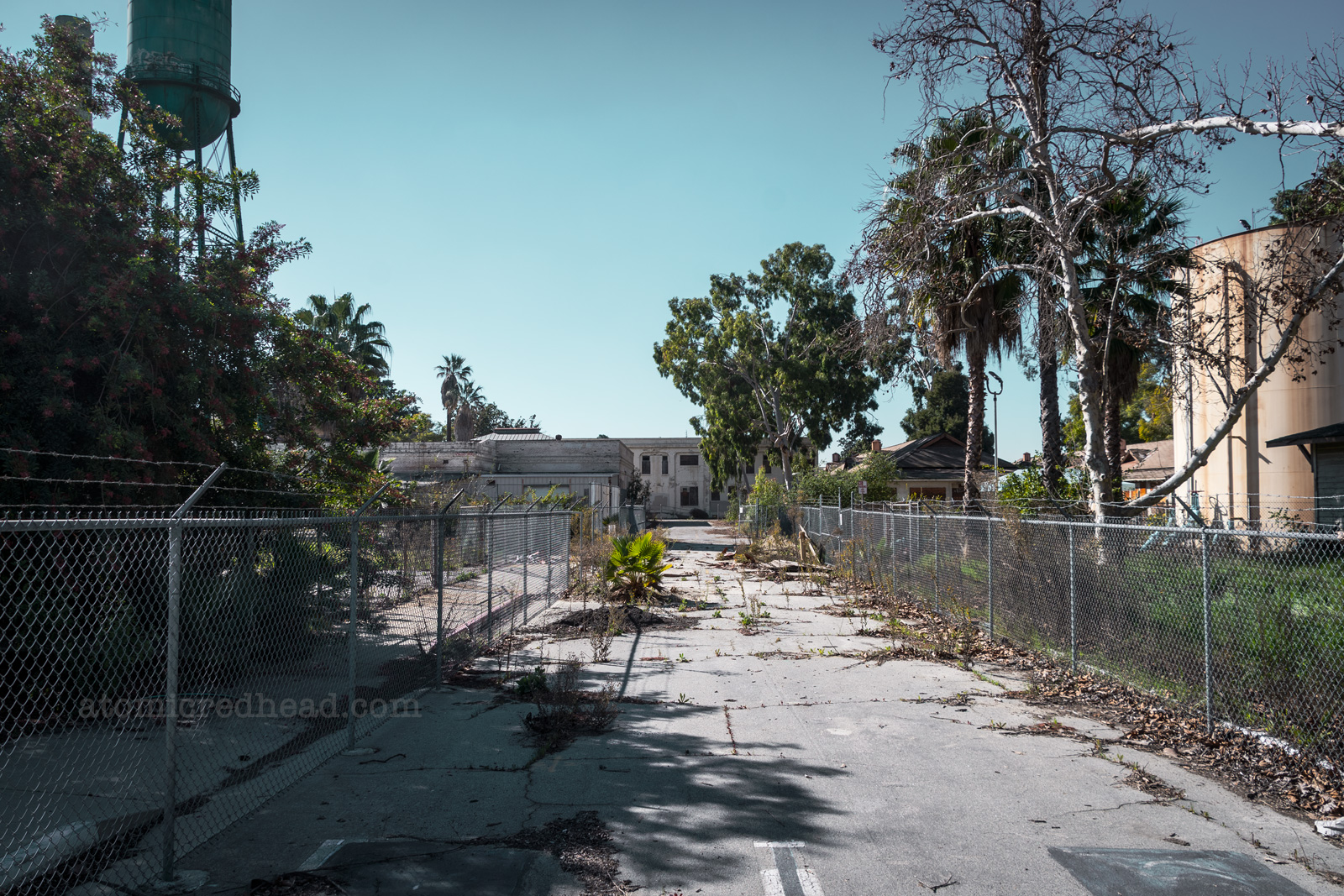 Down an alleyway. Trees grow on either side while weeds poke through the pavement. A water tower stands tall on the left.