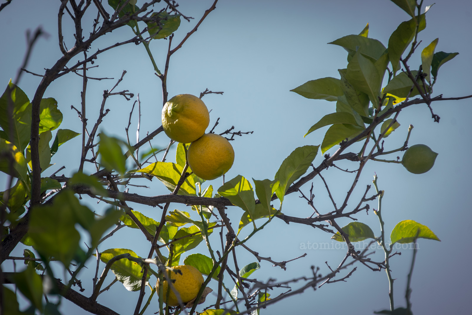 Lemons grow on a tree on the property.