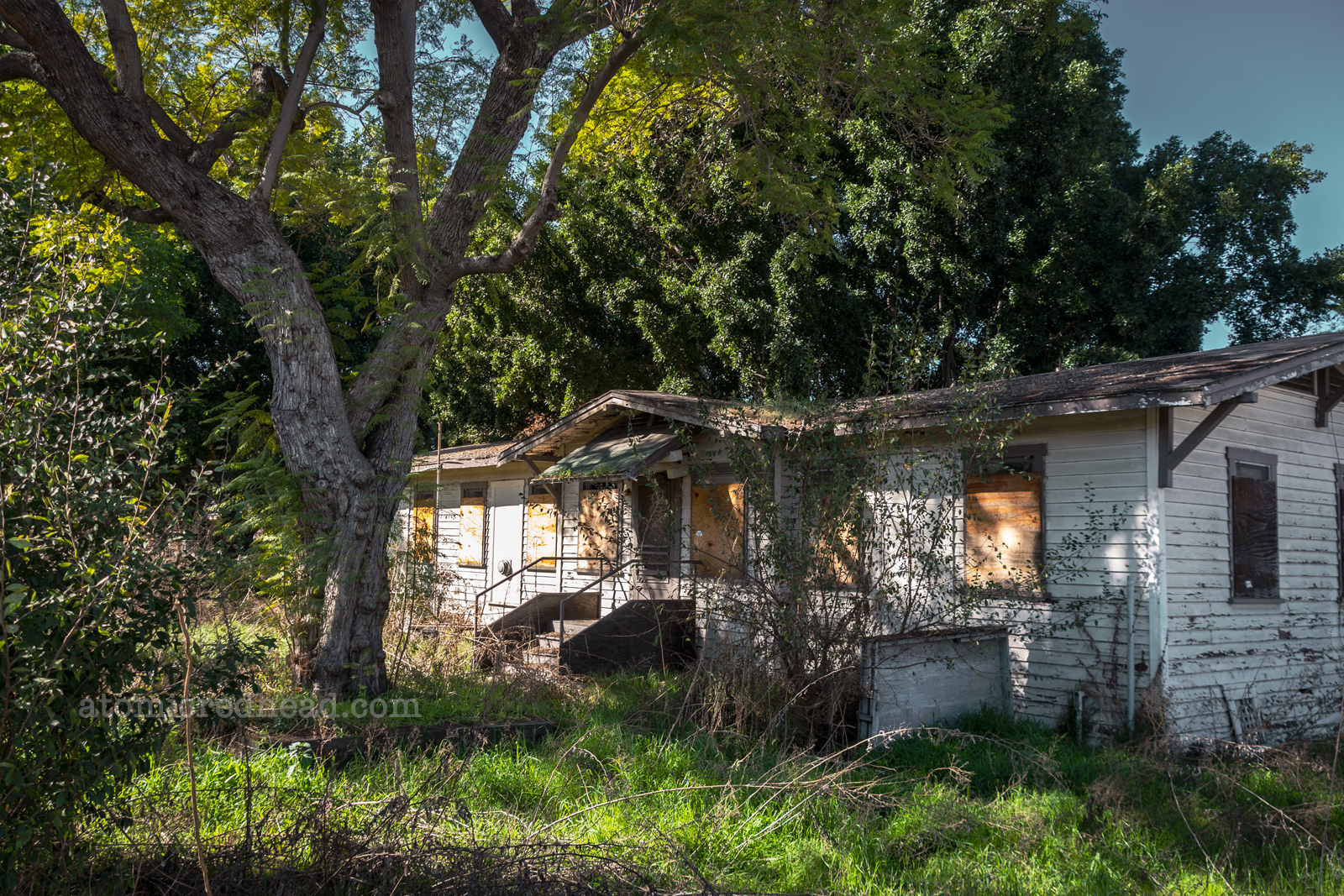 A single story white painted wood building has boarded up windows and plants growing all around it.