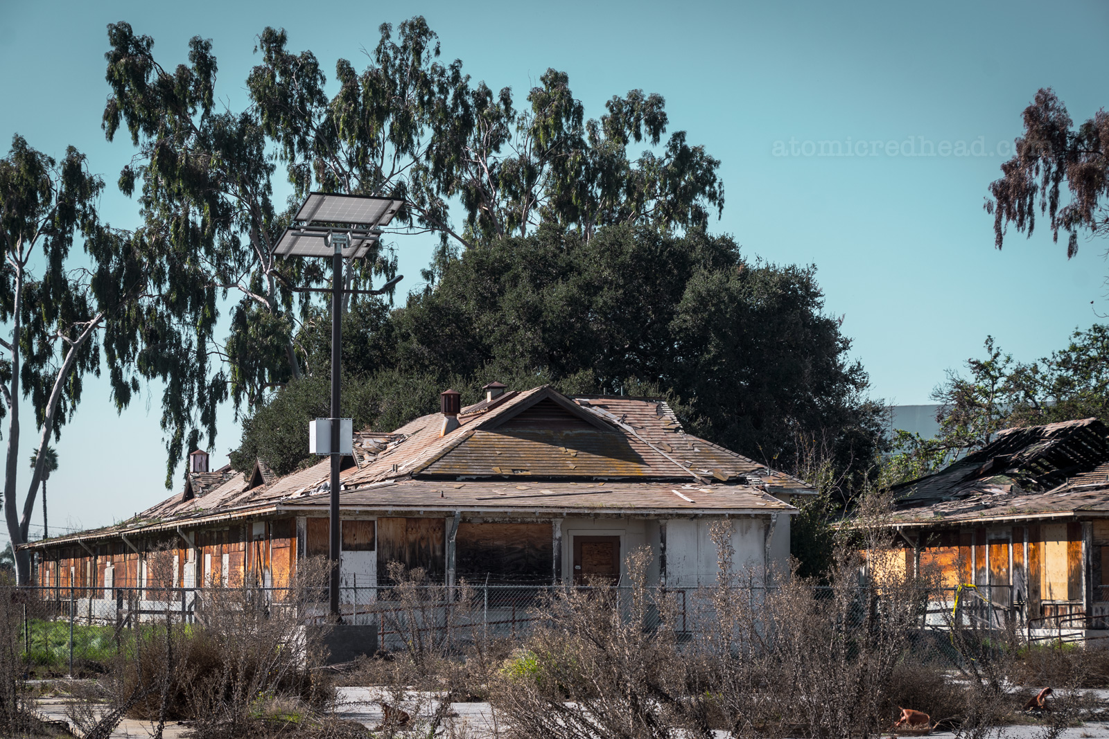 Two overgrown single story wood structures peek through tall weeds. The building on the right has had a fire.