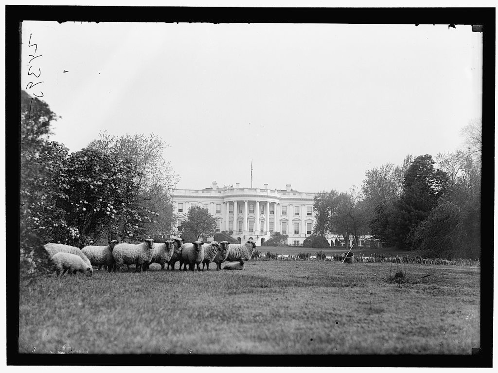 Sheep graze on the lawn of the White House