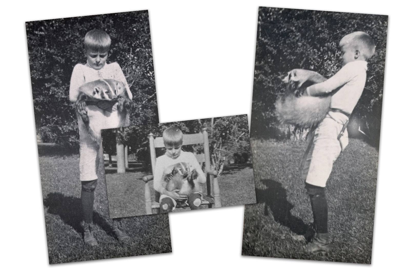 Collage of three black and white images of Roosevelt's son holding a badger.