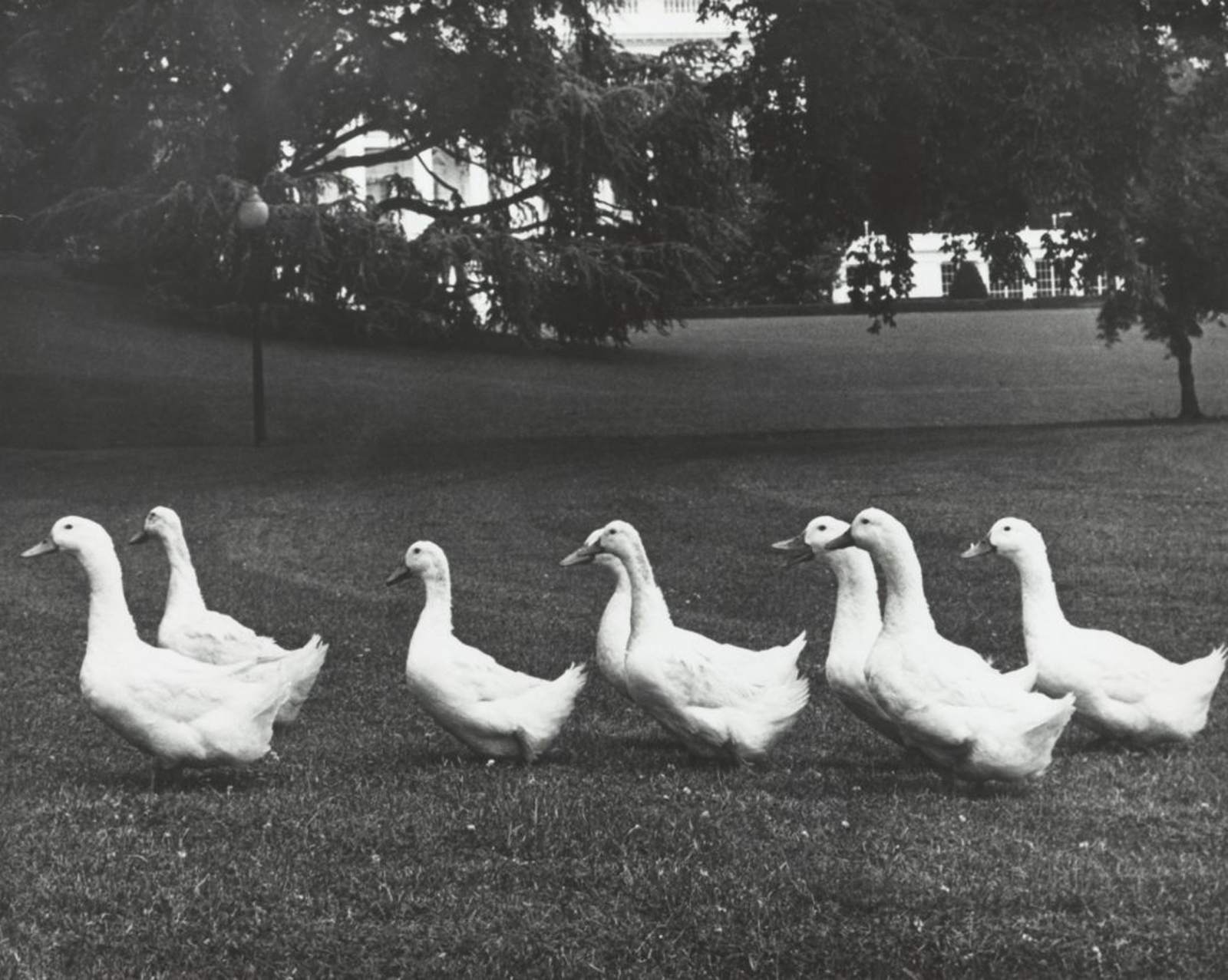 Black and white photo of a group of white ducks walking across the White House grounds.