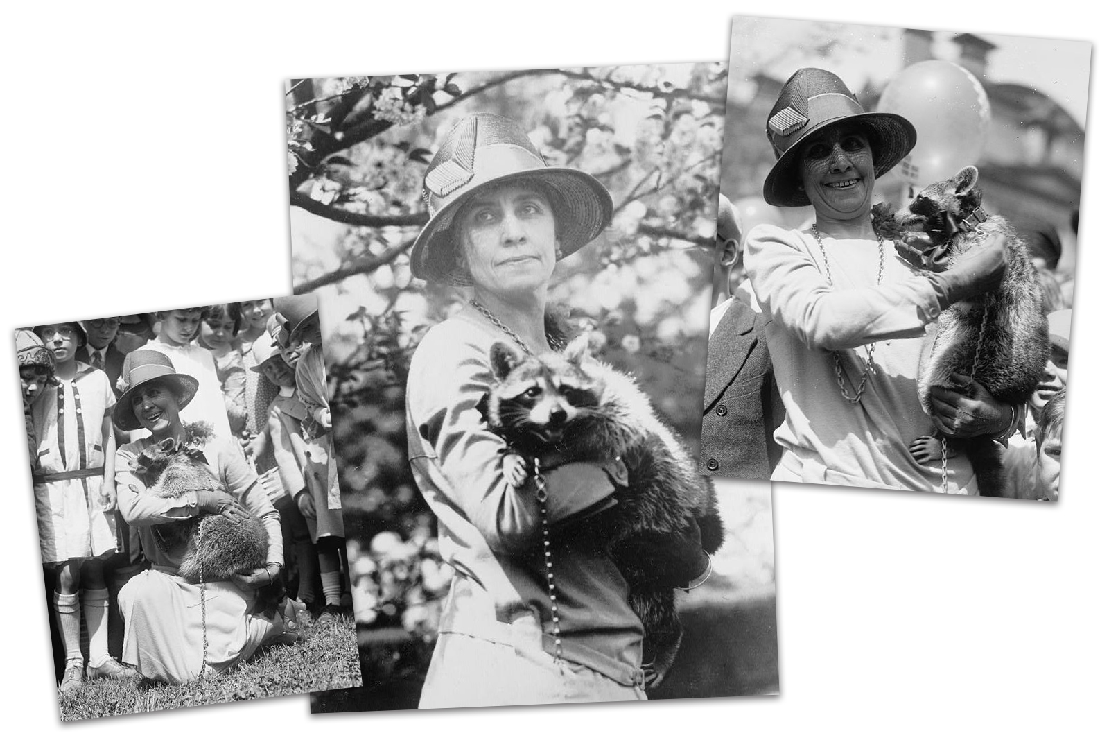 Collage of three black and white photos of First Lady Grace Coolidge holding Rebecca the raccoon.