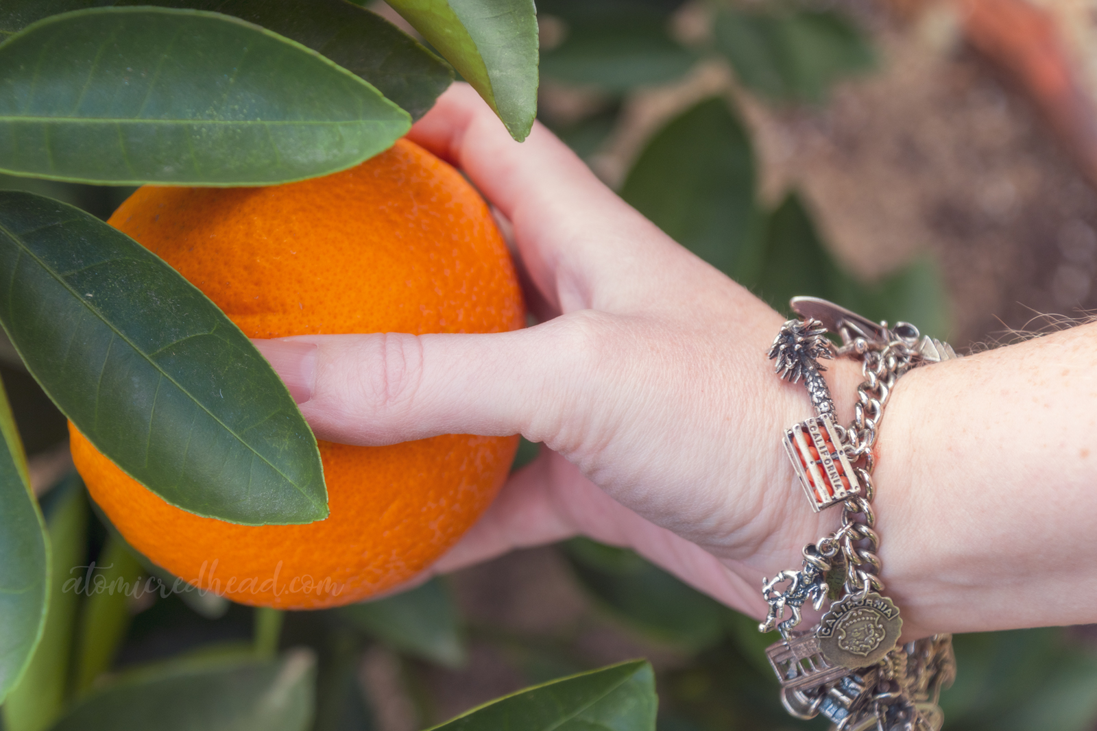Plucking a perfect orange off the tree, with my vintage California charm bracelet on my wrist, which includes a charm that is a crate of oranges.