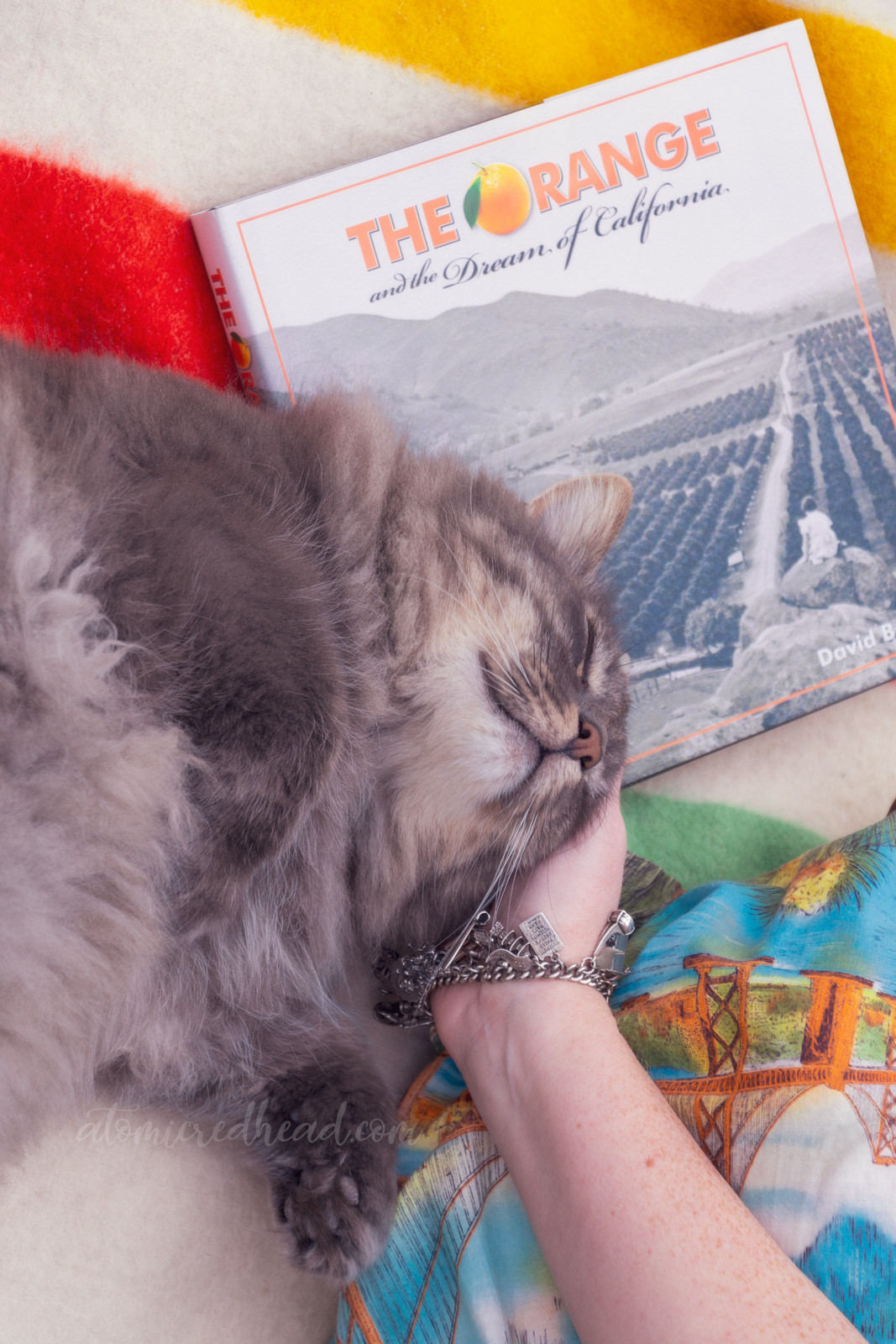 Close-up of me petting my cat, Colonel Whiskers, with the book "The Orange and the Dream of California" in the background.