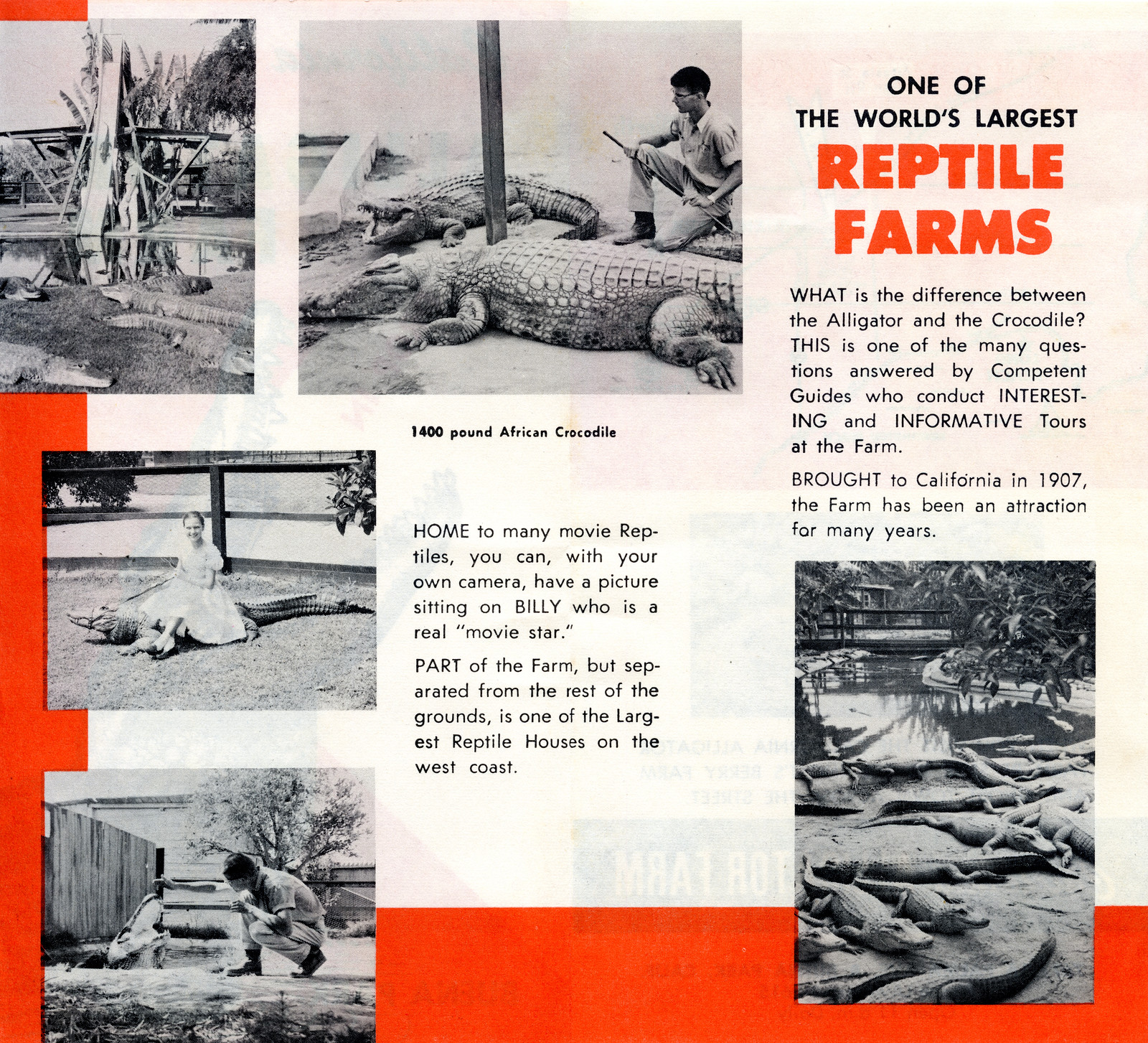 Brochure from the California Alligator Farm, featuring black and white photos of gators going down a slide, sitting near pools, and a woman in a dress sitting atop one. Text reads "One of the World’s Largest Reptile Farms. WHAT is the difference between the Alligator and the Crocodile? THIS is one of the many questions answered by Competent Guides who conduct INTERESTING and INFORMATIVE Tours at the Farm. BROUGHT to California in 1907, the Farm has been an attraction for many years. 1400 pound African Crocodile. HOME to many movie Reptiles, you can, with your own camera, have a picture sitting on BILLY who is a real ‘movie star.’ PART of the Farm, but separated from the rest of the grounds, is one of the Largest Reptile Houses on the west coast."