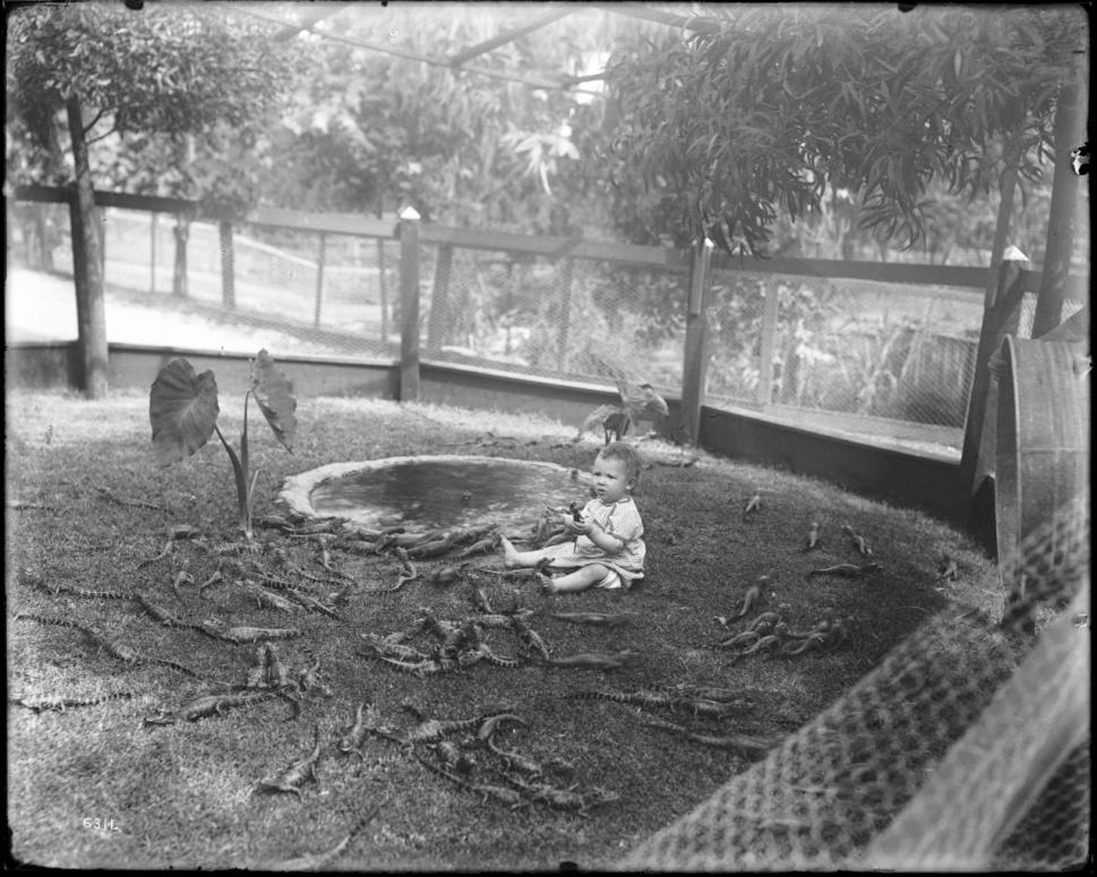 Photograph of a baby playing with young alligators at an alligator farm (possibly the California Alligator Farm, Los Angeles), ca.1900. The baby sits next to a small manmade pool inside a chicken wire holding pen, grasping a young alligator in his hand. Surrounding the baby, several dozen young alligators can be seen of roughly one foot in length. Beside the manmade pool, two small plants are visible. Two large trees border the sides of the fence, and additional trees can be seen in the background.