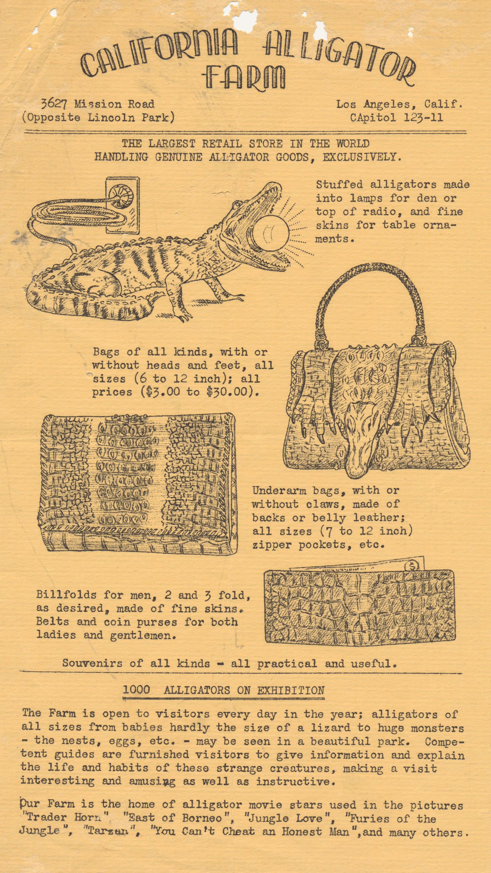 Flyer for the California Alligator Farm, reads "California Alligator Farm 3627 Mission Road (Opposite Lincoln Park) Los Angeles, Calif. CApital 123-11 THE LARGEST RETAIL STORE IN THE WORLD HANDLING GENUINE ALLIGATOR GOODS, EXCLUSIVELY. Stuffed alligators made into lamps for den or top of radio, and fine skins for table ornaments." illustration of a stuffed gator with a lightbulb in its mouth. Bags of all kinds, with or without head and feet, all sizes (6 to 12 inch); all prices ($3.00 to $30.00)" Illustration of a purse featuring an alligator head and feet. "Underarm bags, with or without claws, made of backs or belly leather; all sizes (7 to 13 inch) zipper pockets, etc." Illustration of a clutch style purse of alligator skin. "Billfolds for men, 2 and 3 fold, as desired, ade of fine skins. Belts and coin purses for both ladies and gentlemen." Illustration of a gator skin wallet. Souvenirs of all kinds - all practical and useful. 1000 ALLIGATORS ON EXHIBITION The Farm is open to visitors every day of the year; alligators of all sizes from babies hardly the size of a lizard to huge monsters - the nests, eggs, etc. - may be seen in a beautiful park. Competent guides are furnished visitors to give information and explain the life and habits of these strange creatures, making a visit interesting and amusing as well as instructive. Our Farm is the home of alligator movie stars used in the pictures 'Trader Horn', 'Easter of Borneo', 'Jungle Love', 'Furies of the Jungle', 'Tarzan', 'You Can't Cheat an Honest Man,' and many others.
