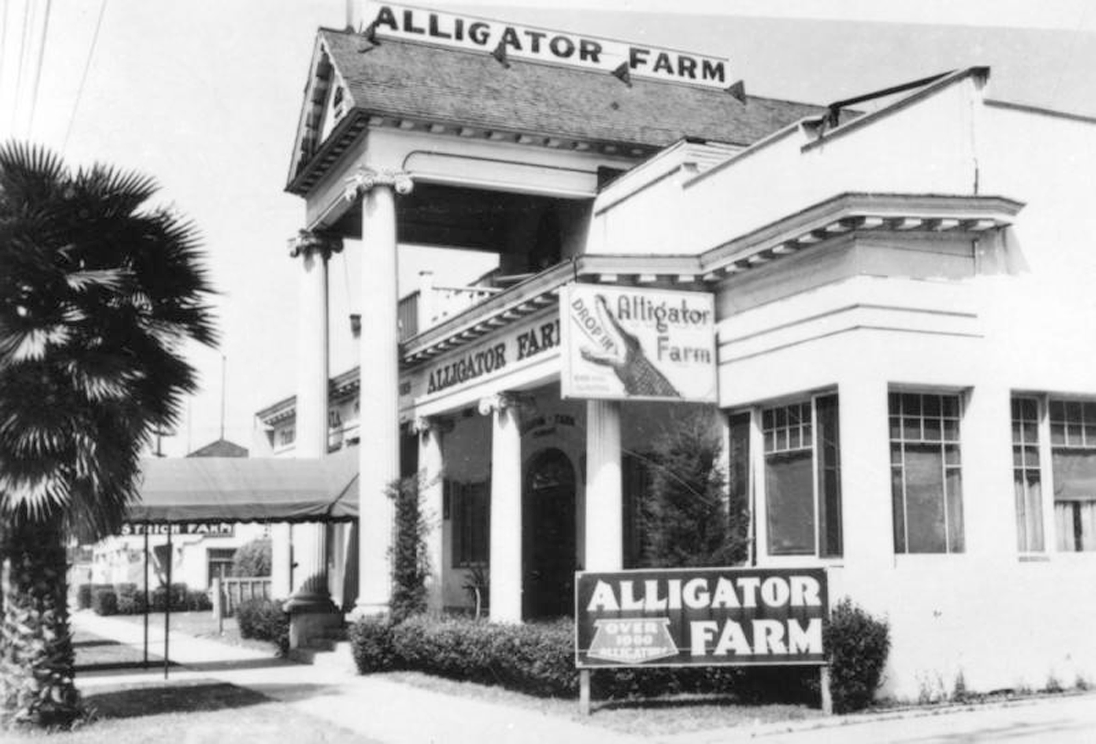  Exterior view of the Alligator Farm building. Sign in foreground advertises "Over 1000 alligators."
