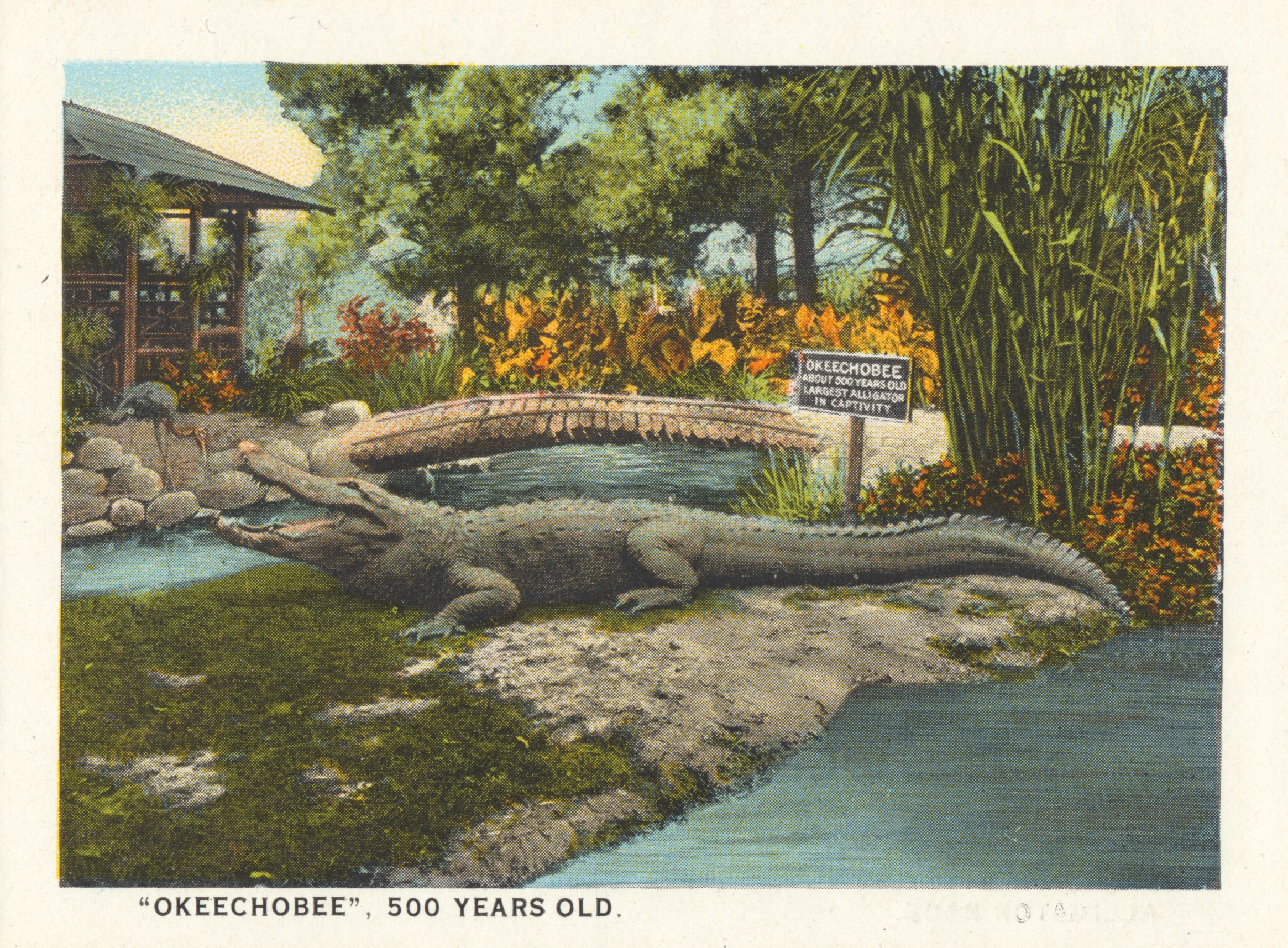A large gator sits on a rock near a pool. Caption reads "'Okeechobee' 500 years old."