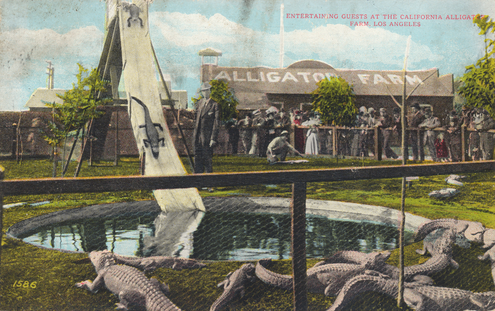 A group of guests look over a pool that has a steep slide, which an alligator slides down. Text across a roof in the background reads "Alligator Farm." Red text in the upper right of the postcard reads "Entertaining guests at the California Alligator Farm, Los Angeles."