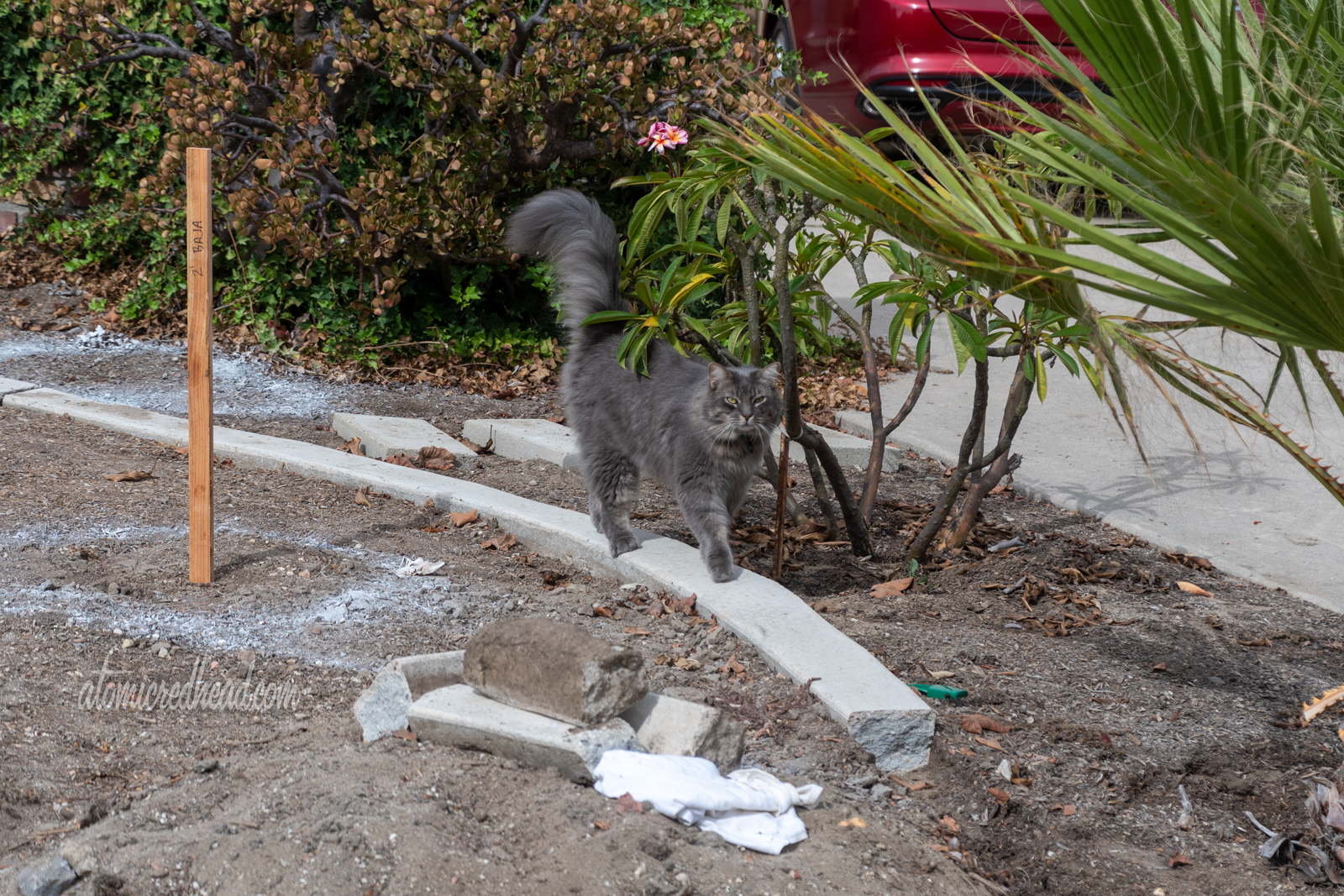 Colonel Whiskers, our fluffy grey cat walks along a curb we are in the process of removing.