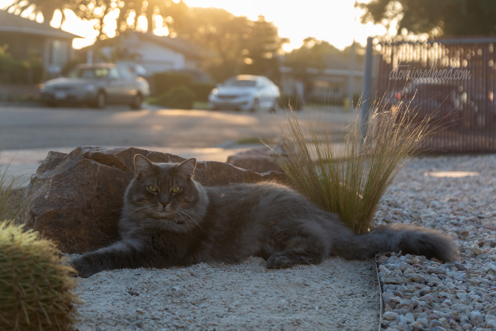 Colonel Whiskers lays near one of the new rocks.