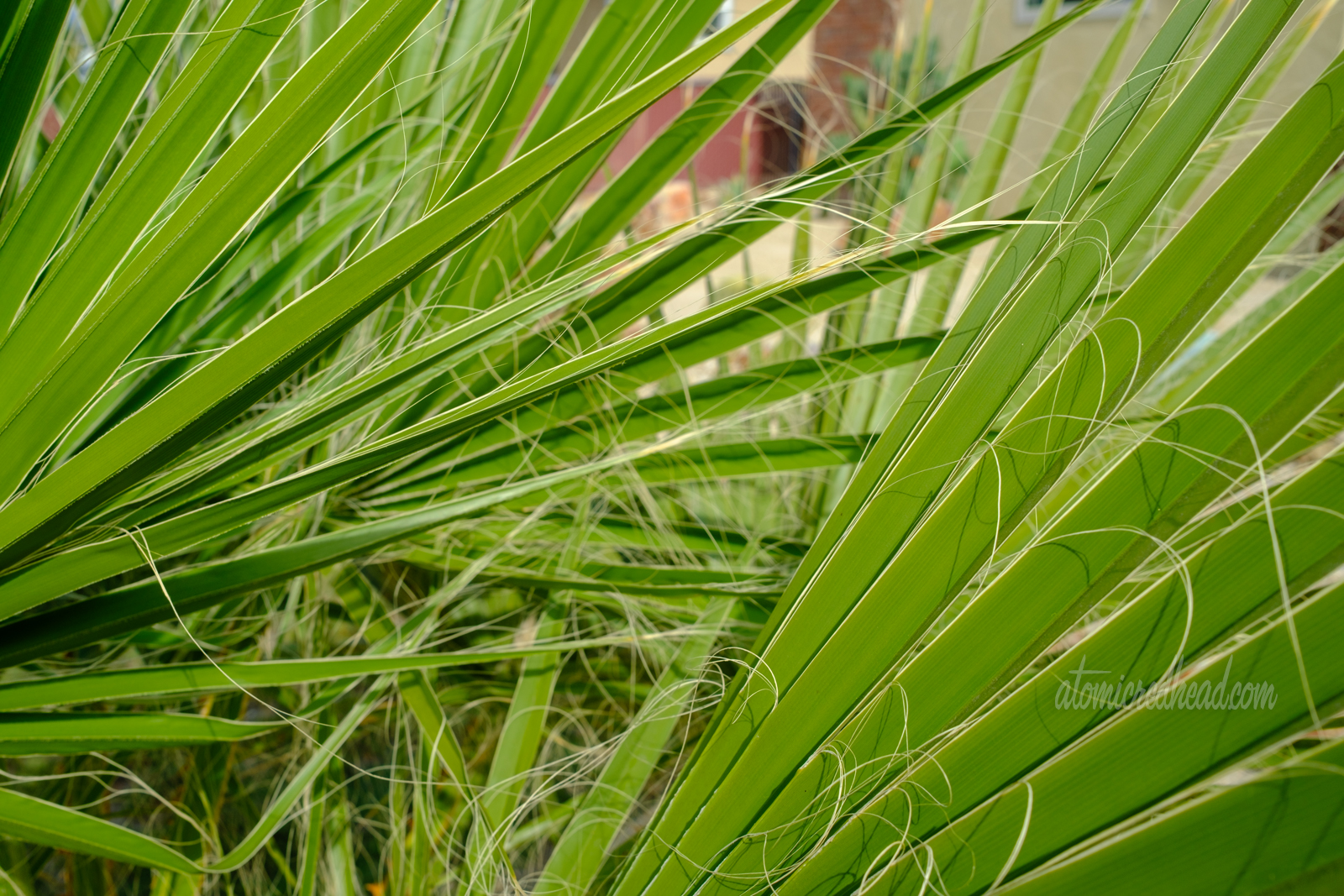 Close up of palm fronds