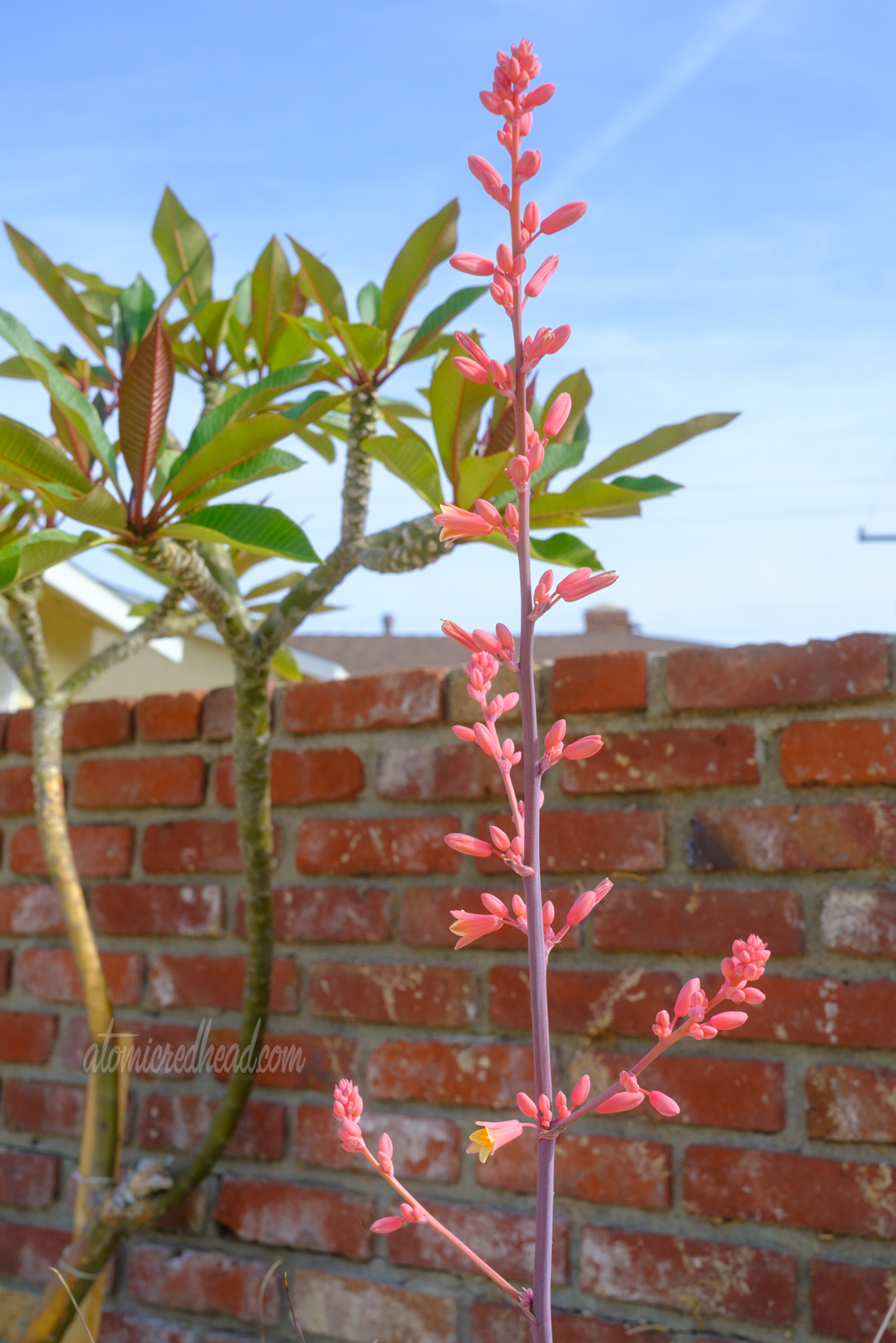 Close up of some pink flowers growing from a succulent. 