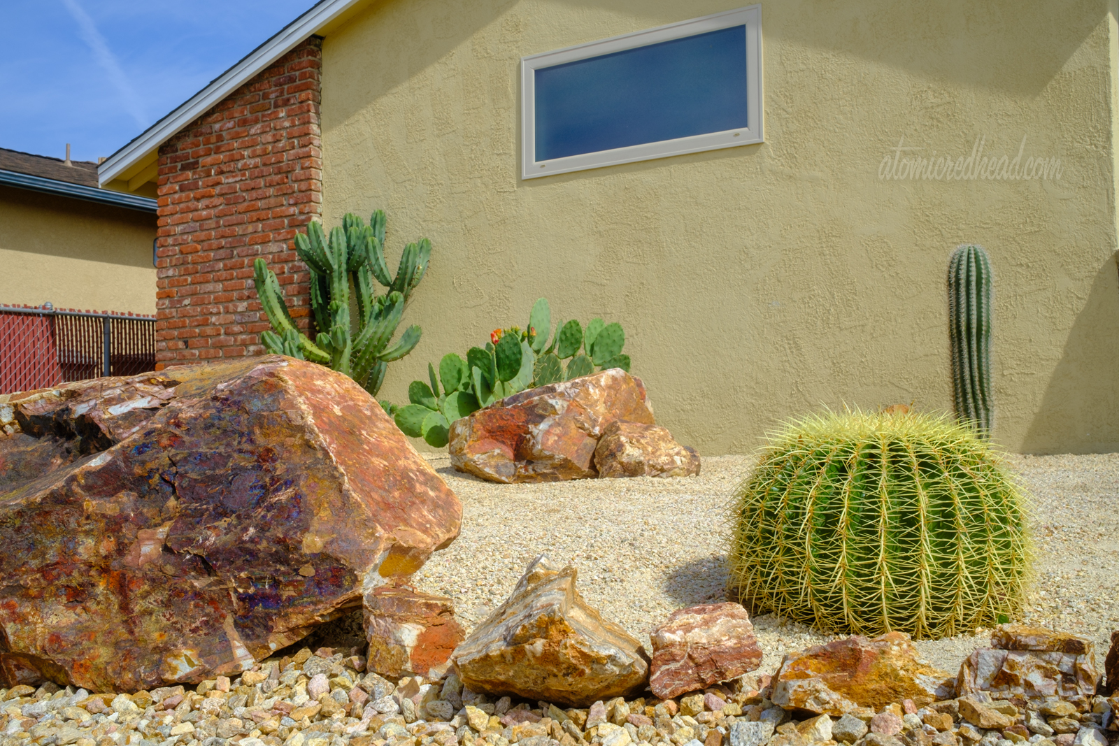 Close up of a barrel cactus.