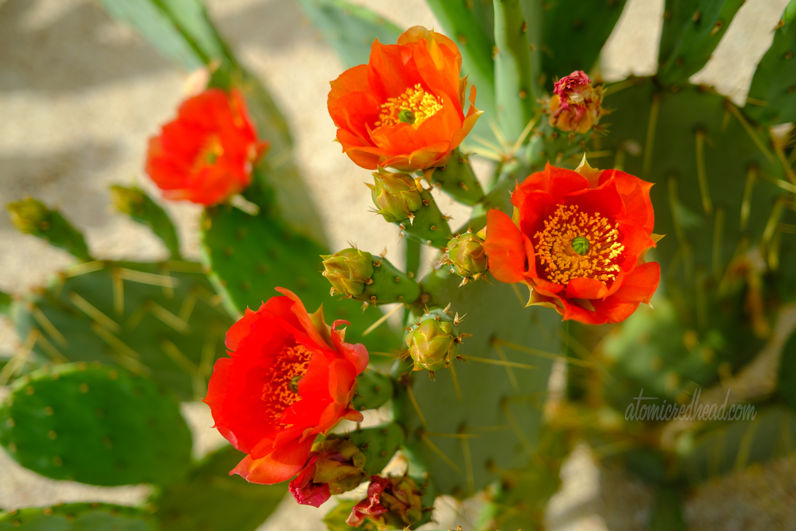 Close up of red flowers blooming on a prickly pear cactus.