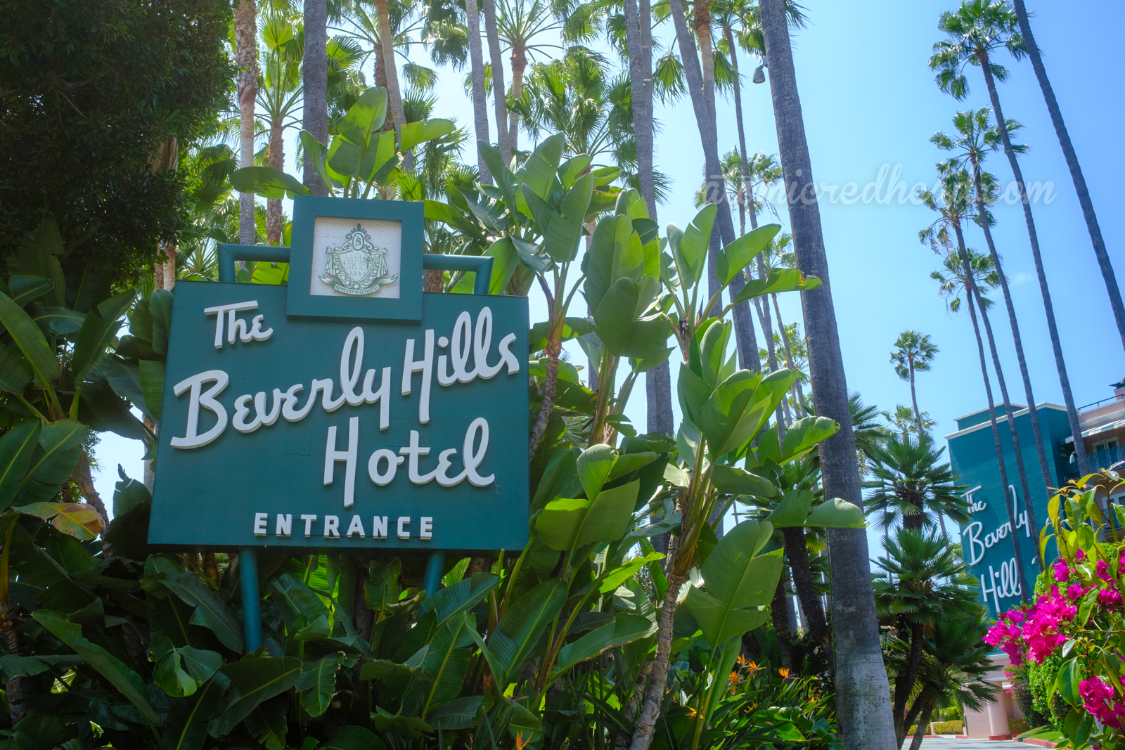 Sign for the Beverly Hills Hotel, green with a script reading "The Beverly Hills Hotel Entrance" Lush banana leaves and palms behind.