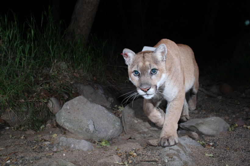 Photo of P22, a gorgeous, golden mountain lion with a little white around his mouth and chin, walks along a dirt path