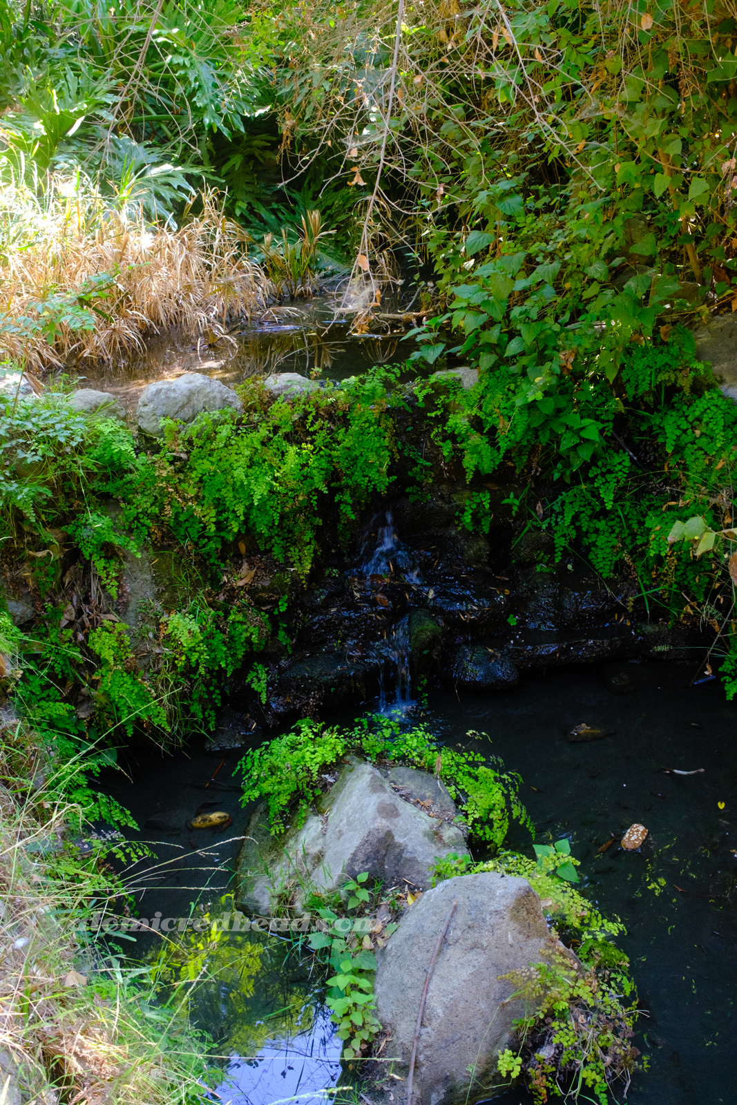 A small waterfall peeks from under hanging greenery.