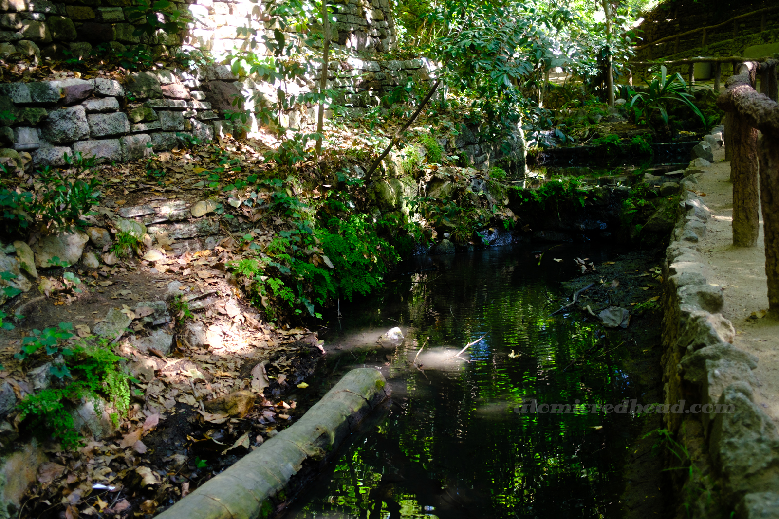 A stream winds through a lush forest filled with a variety of green plants.
