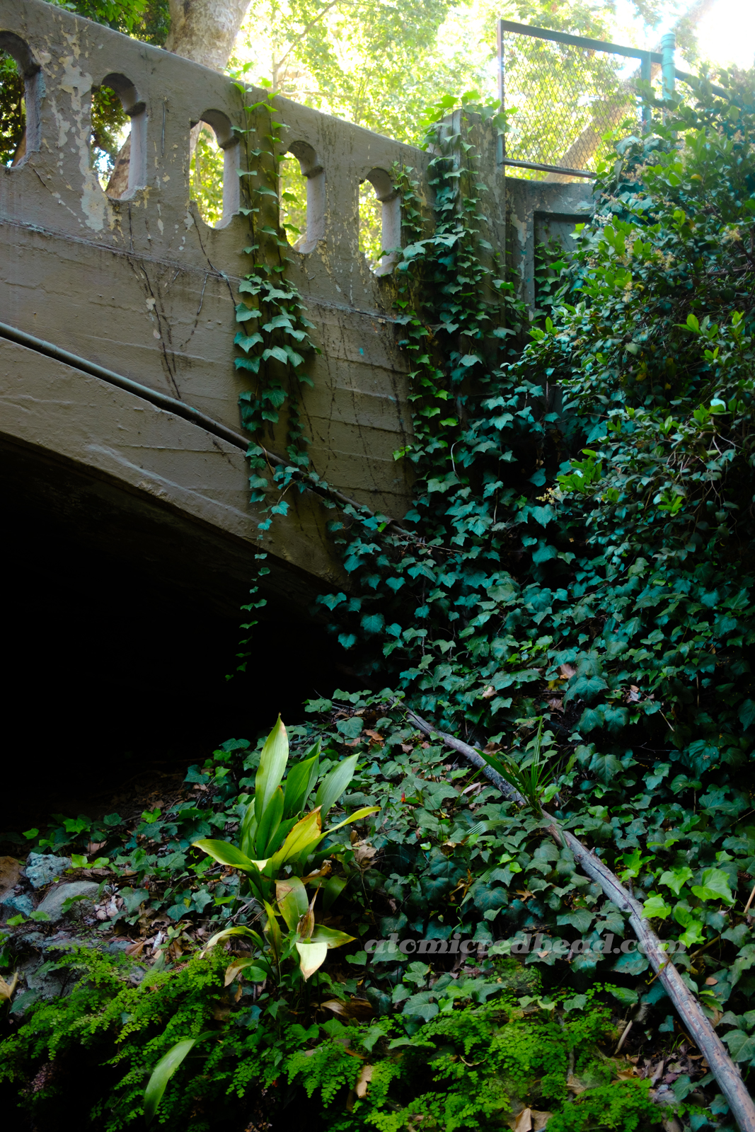 Ivy clings to the side of a concrete bridge.