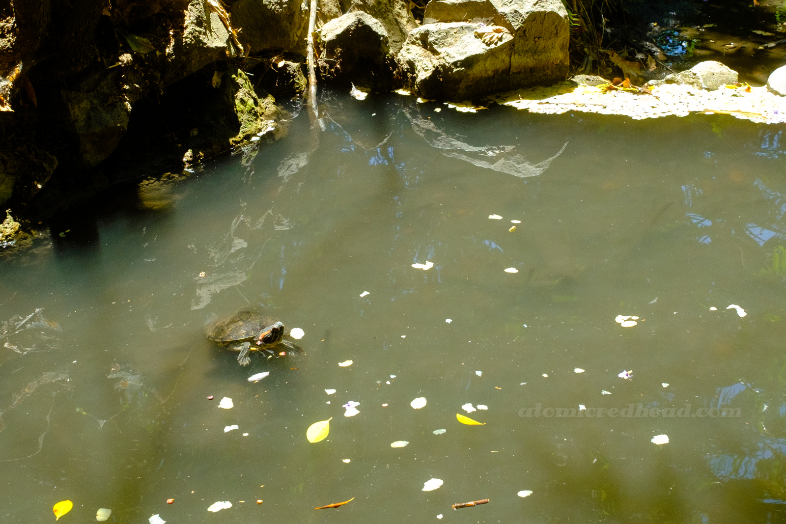 A turtle peeks out from the stream.