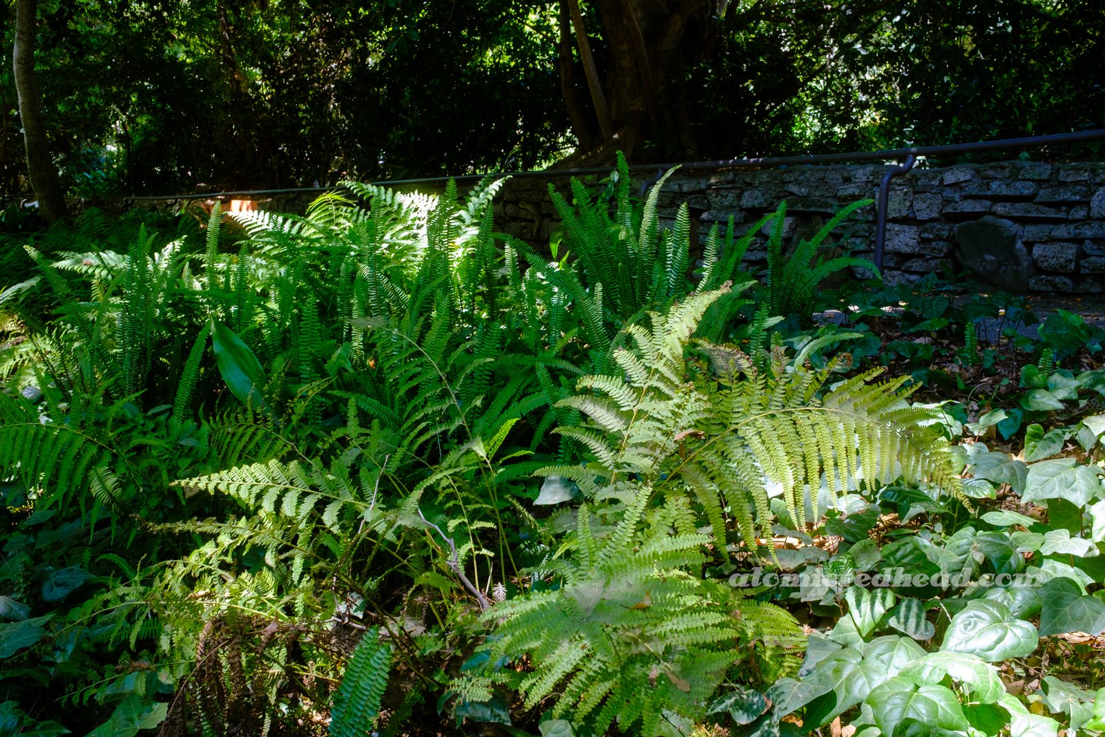 Lush ferns sprout up, giving Ferndell its name.