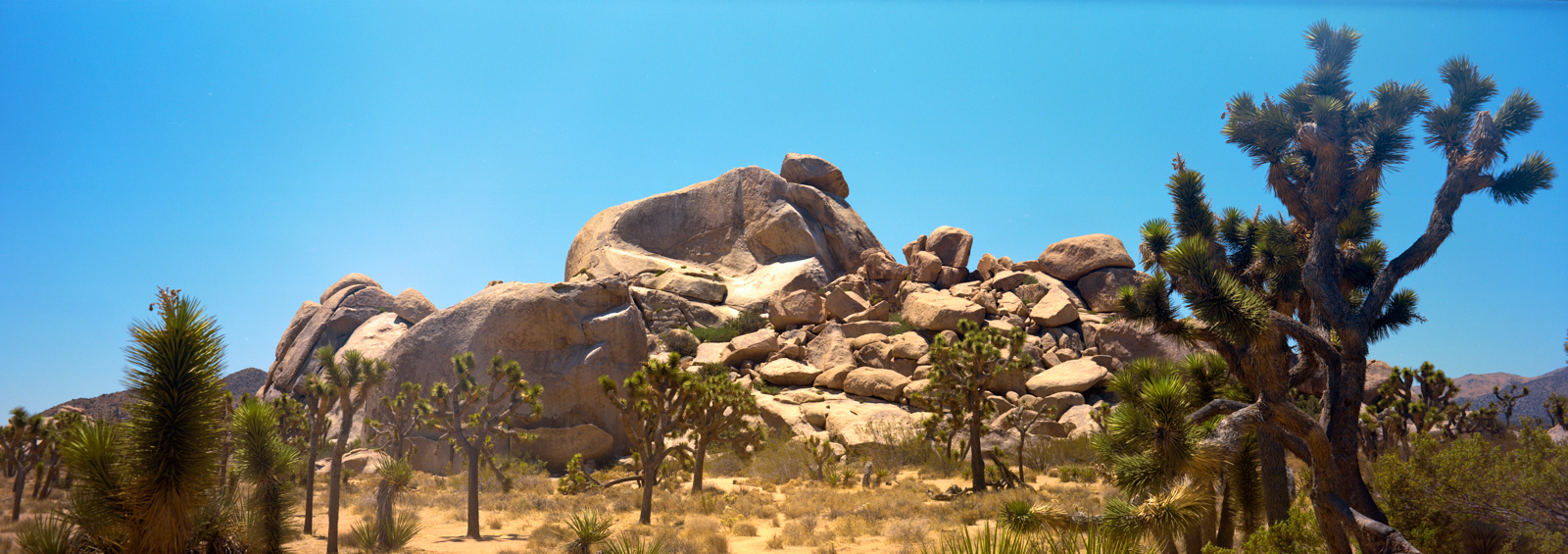 Panoramic photograph of a large rock formation with a Joshua tree in the foreground.