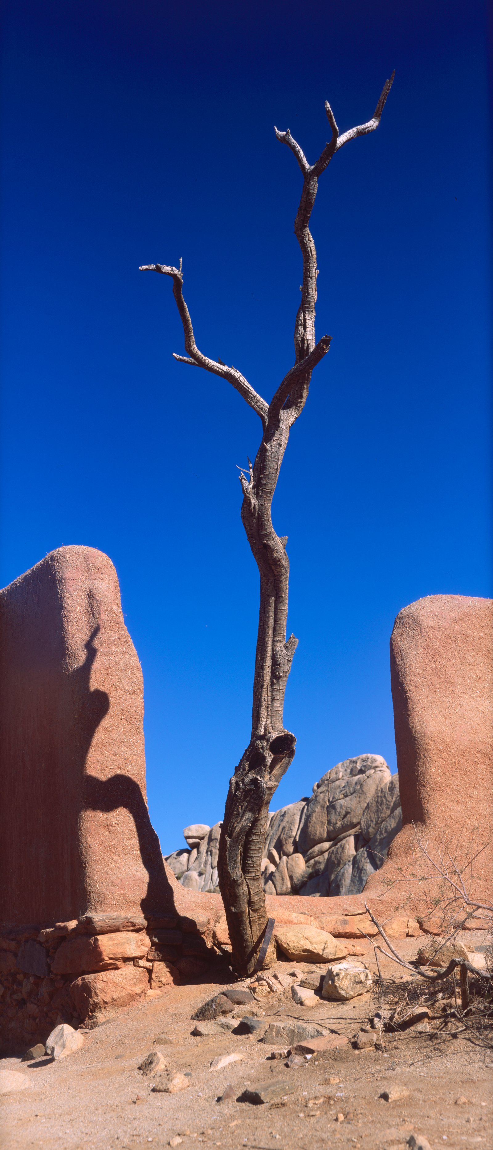 A large dead weathered tree.