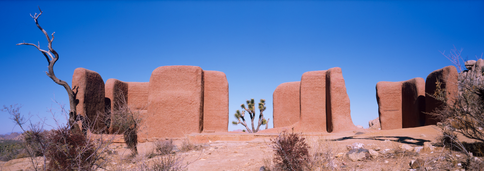 Ruined adobe building with a Joshua tree visible though the center.