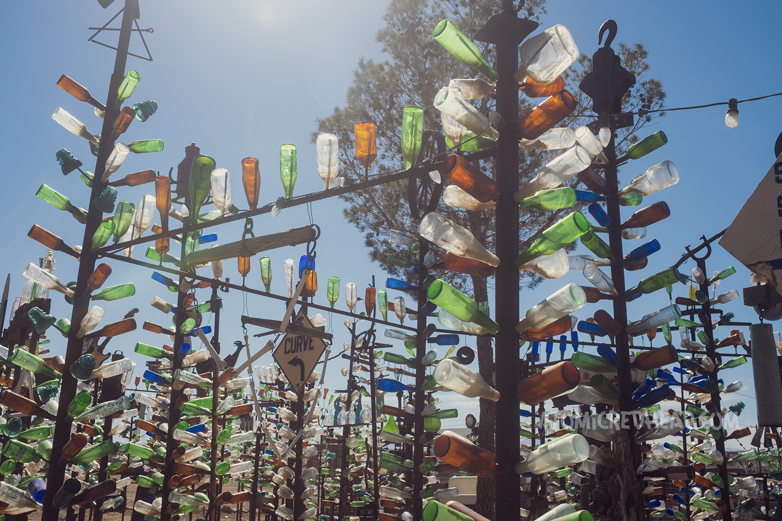 The sun peeks through a real tree that looms over the bottle trees, making some of the bottle glow.