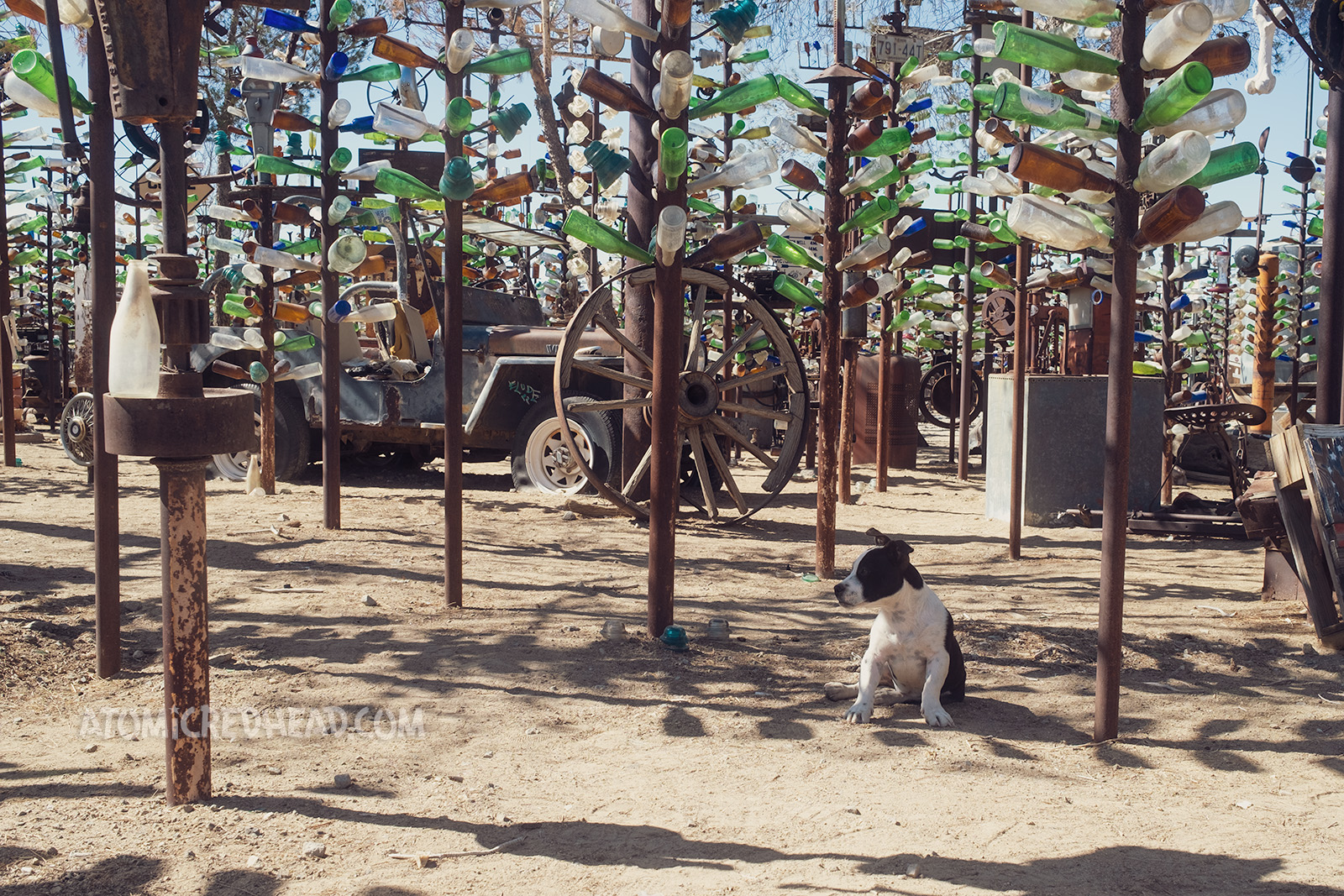 A small black and white puppy sits under the bottle trees.