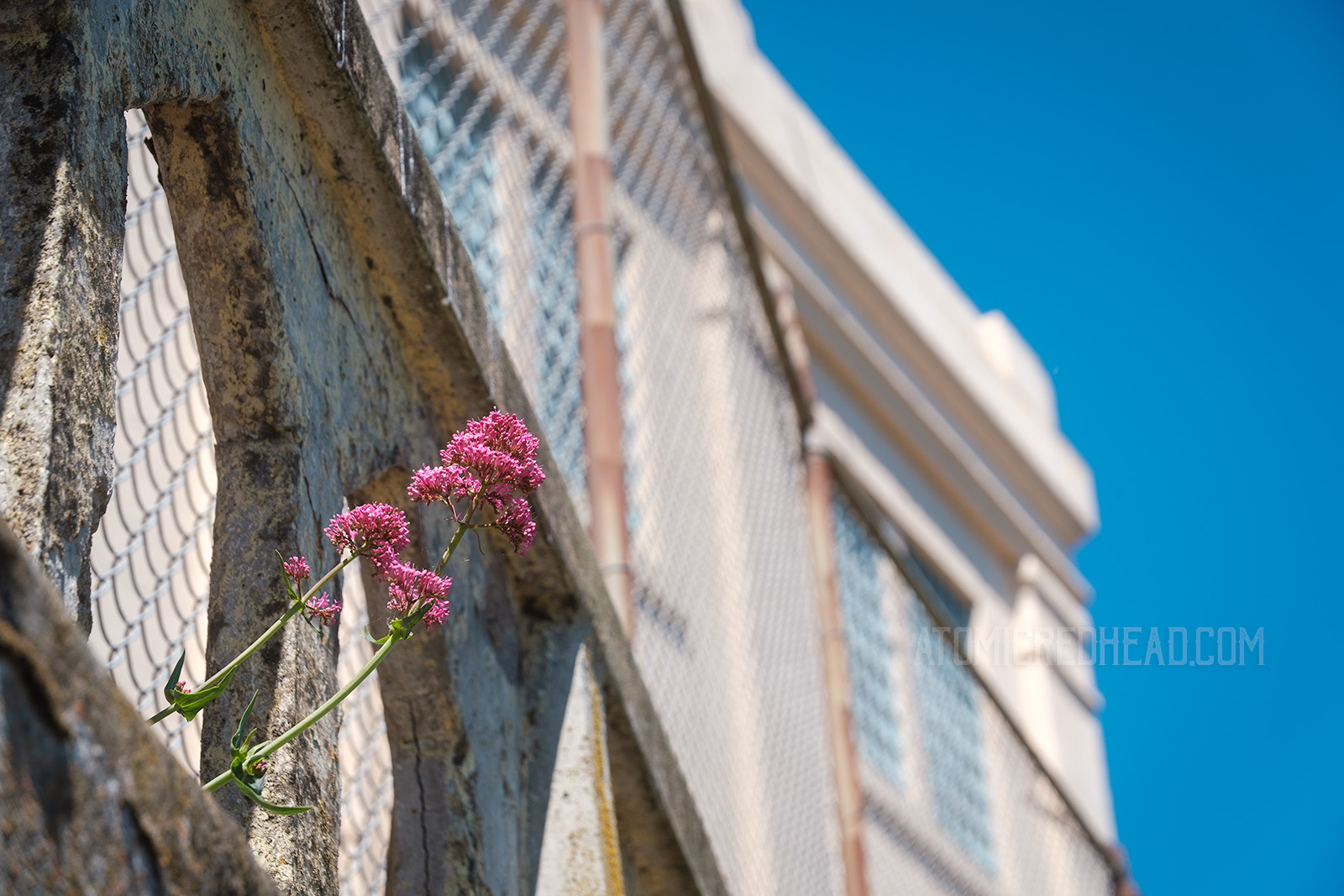 A lone pink flower grows from the walls outside of the prison cell house.