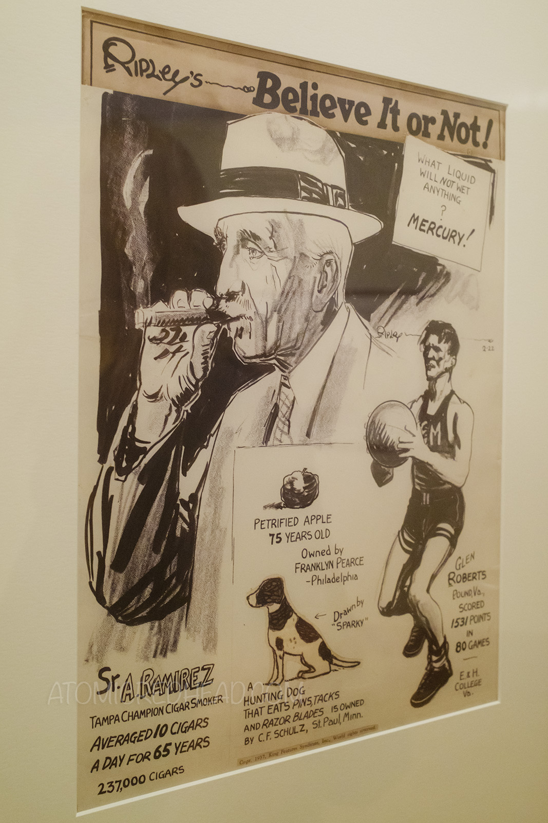 Illustration from the magazine Ripley's Believe it or Not, which features an old man smoking a cigar, an old apple, a small dog, and a basketball player, text reads "Ripley's Believe it or Not What liquid will not wet anything? Mercury! Sr. A. Ramierz Tampa Champion Cigar Smoker averaged 10 cigars a day for 65 years 237,000 cigars. Petrified apple 75 years old owned by Franklyn Pearce - Philadelphia. A hunting dog that eats pins, tacks and razor blades is owned by C.F. Schulz, St. Paul, Minn. Drawn by 'Sparky'. Glen Roberts Pound, Va., scored 1531 points in 80 games E&H College Va.
