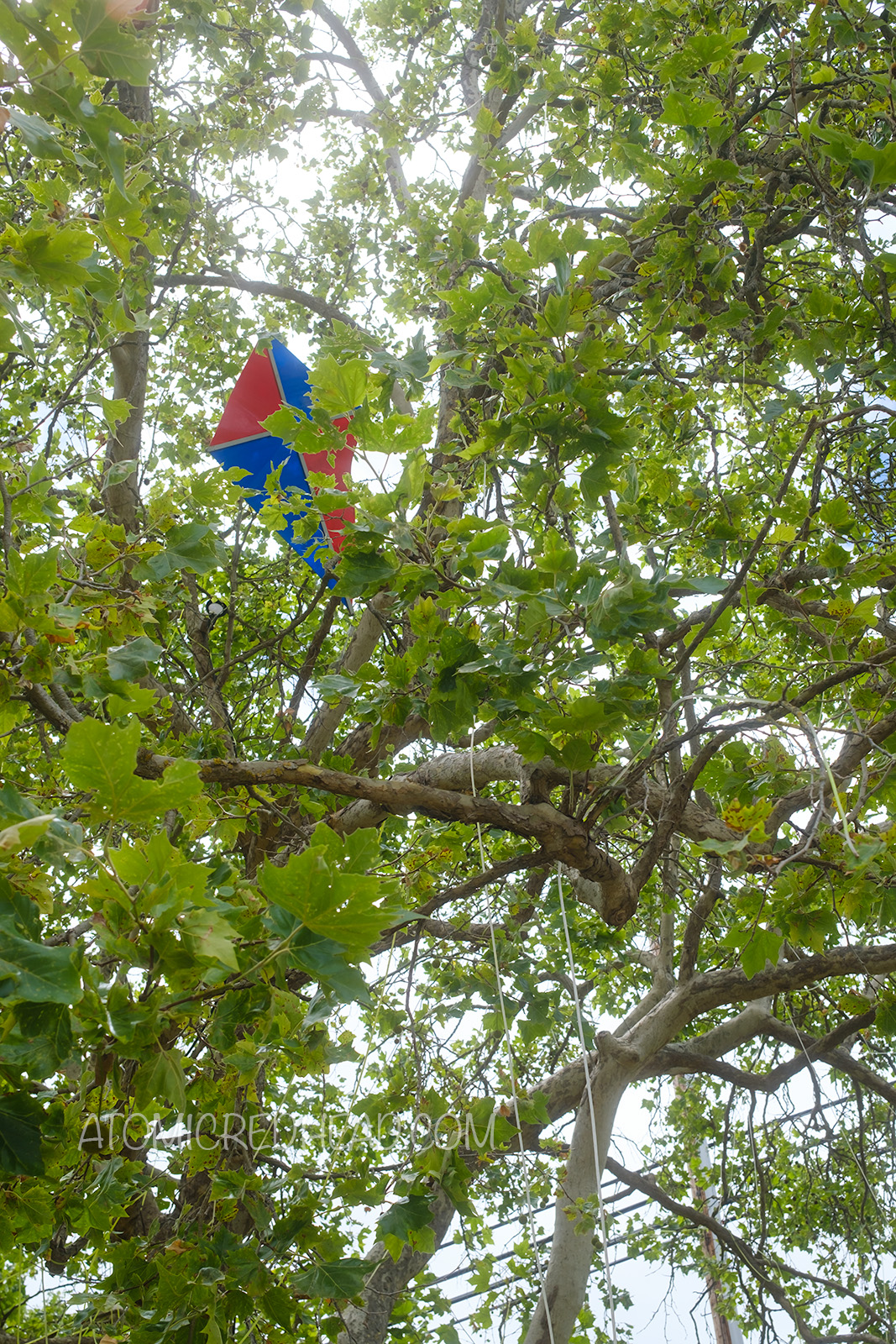 A kite hangs in a tree, emulating the infamous kite eating trees of the strip.