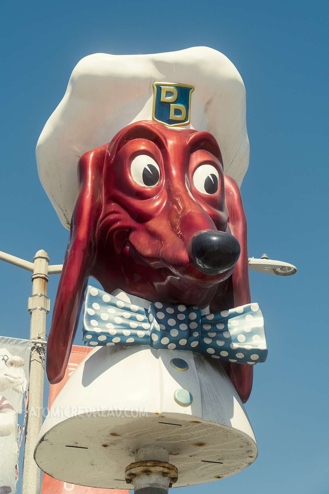 A massive fiberglass dachshund wears a chef's sign with a shield that has two yellow Ds on it, he also wears a blue bowtie with white polka dots. 