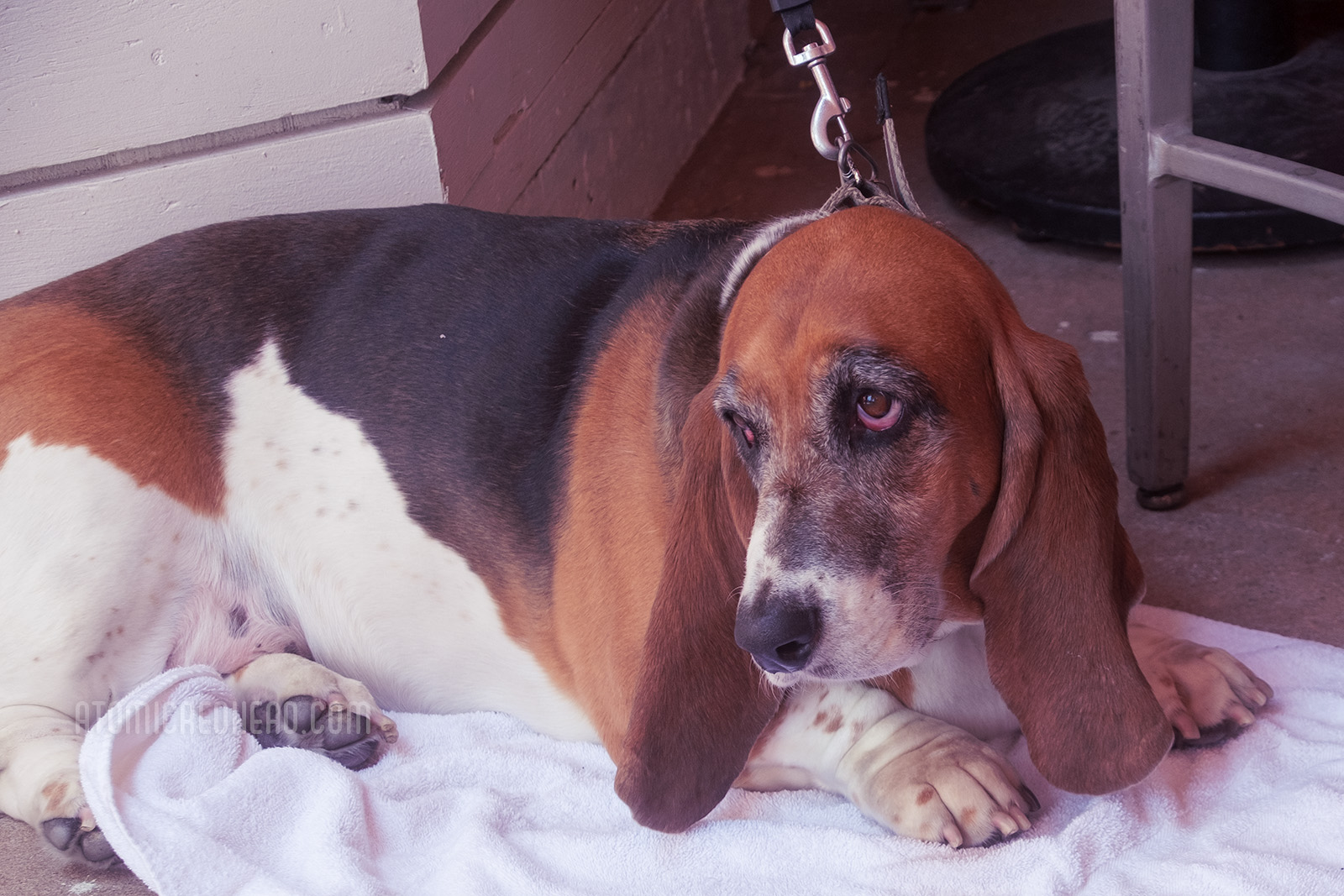 A basset hound sits on the ground with his owners.