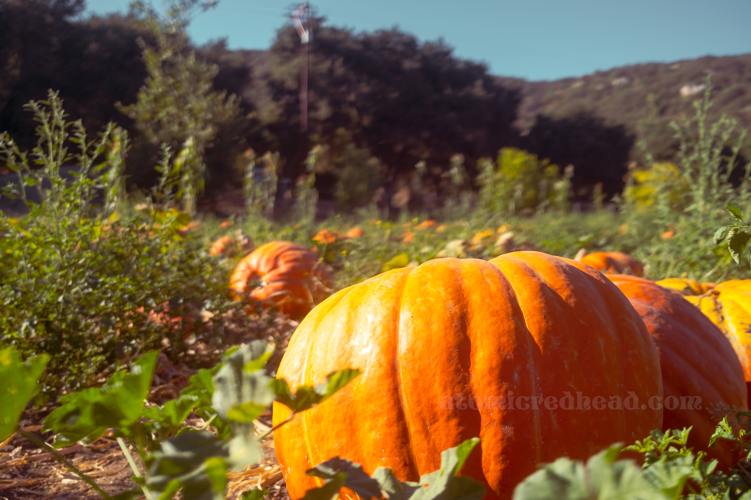 A massive pumpkin sits in the foreground of a photo of the pumpkin patch.