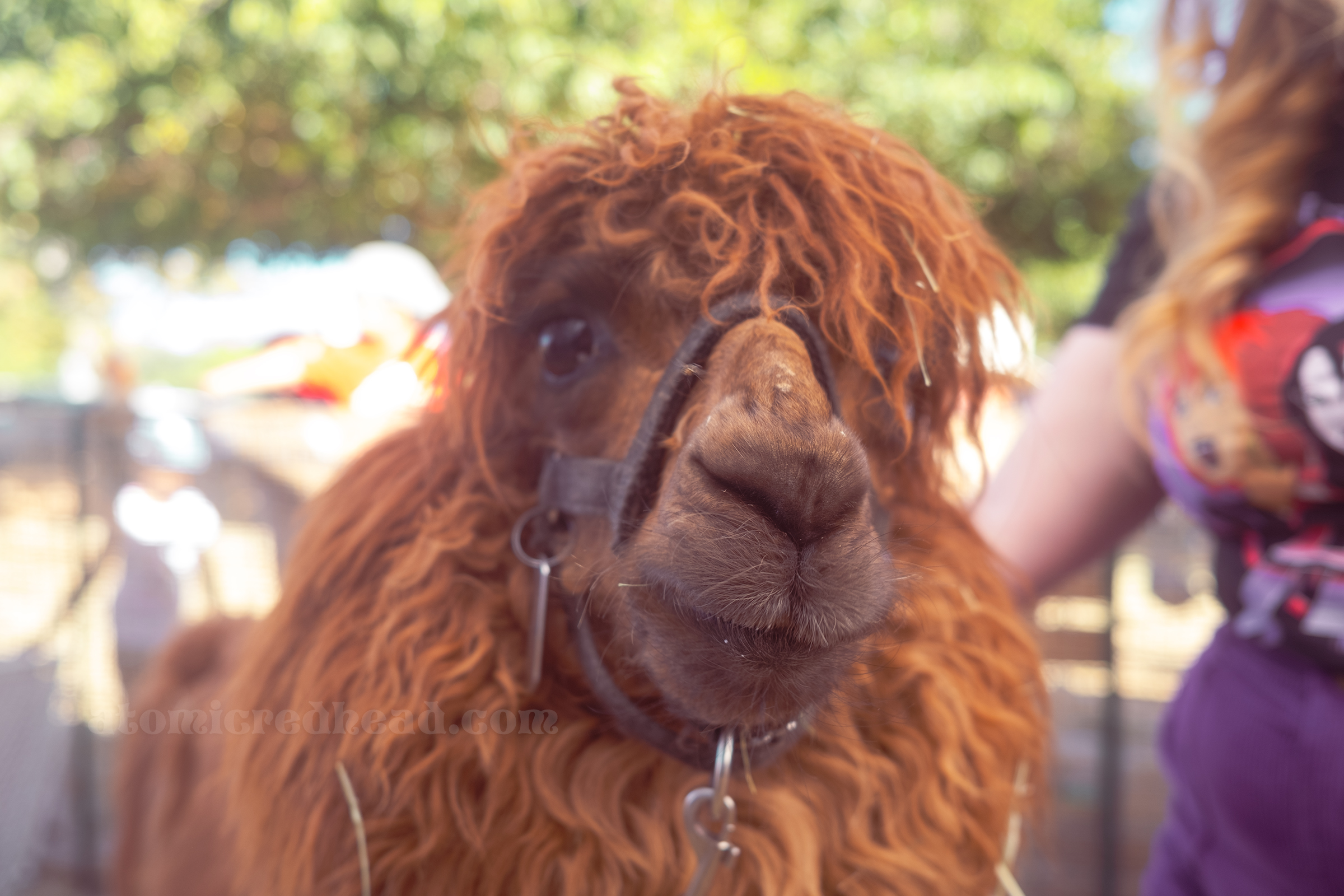 A brown alpaca mugs for the camera.