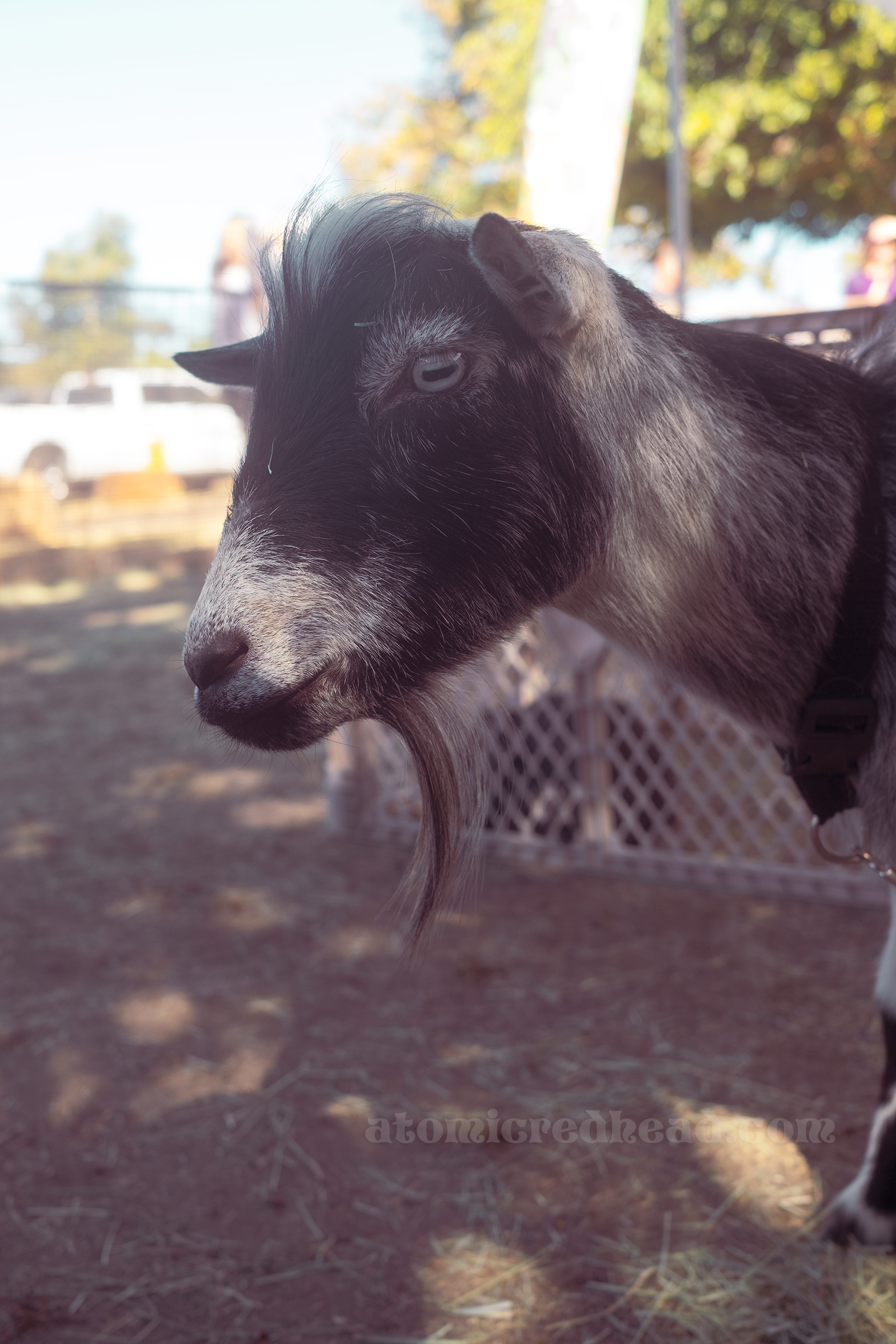 Profile of a black and white goat.