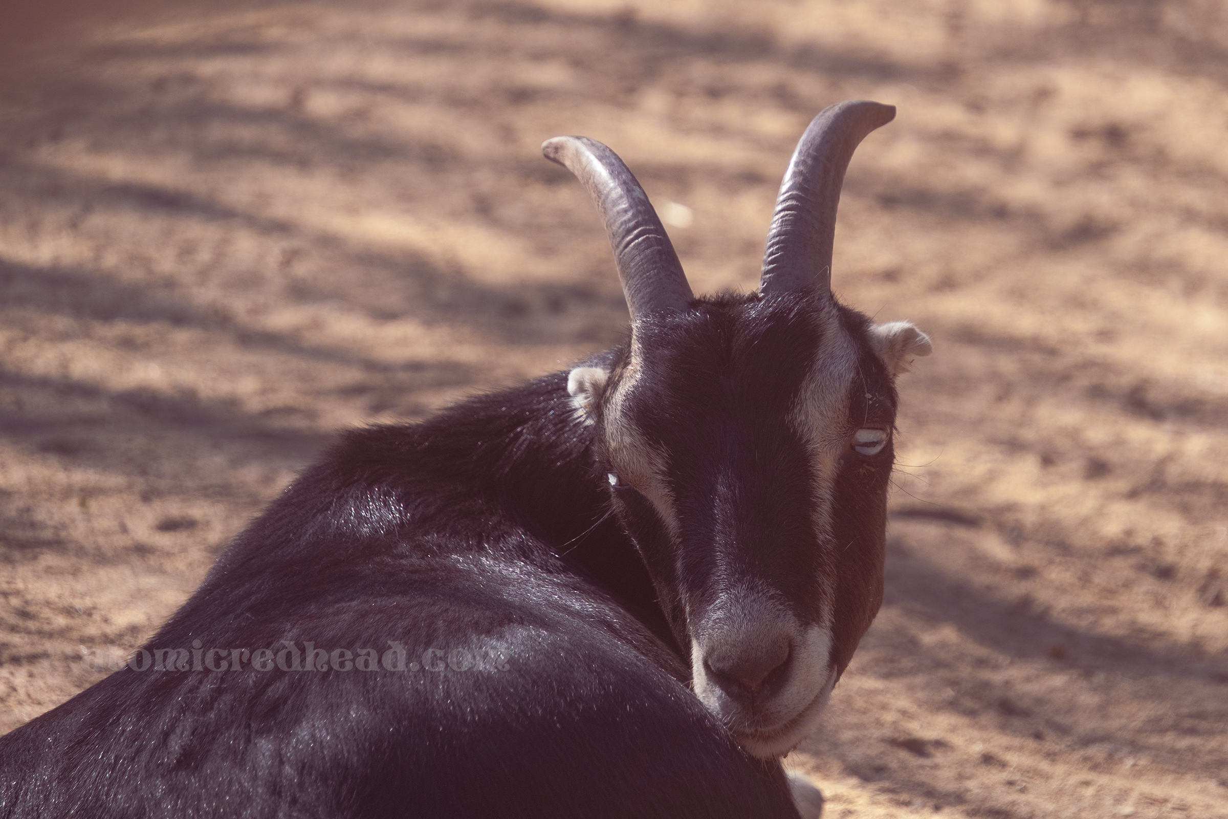 A black goat with small horns looks at the camera.
